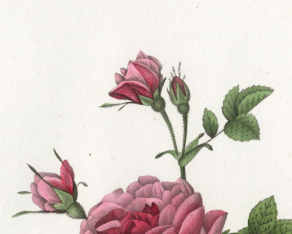 Rosa Turbinata by Redoute - Les Roses - Handcoloured engraving - 19th century - Old Masters Print by Pierre-Joseph Redouté