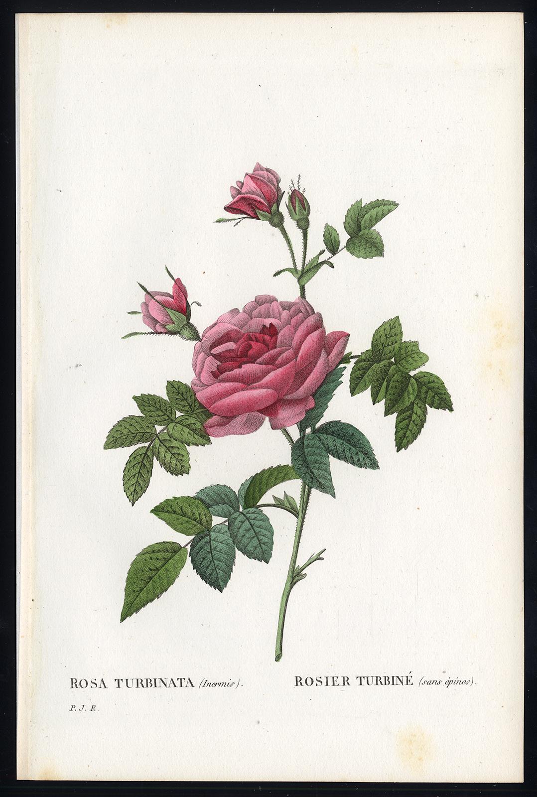 Pierre-Joseph Redouté Print - Rosa Turbinata by Redoute - Les Roses - Handcoloured engraving - 19th century