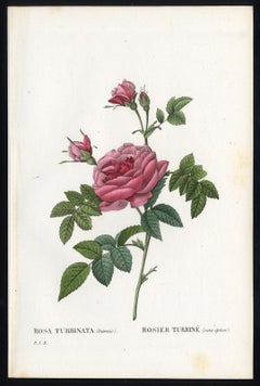 Antique Rosa Turbinata by Redoute - Les Roses - Handcoloured engraving - 19th century