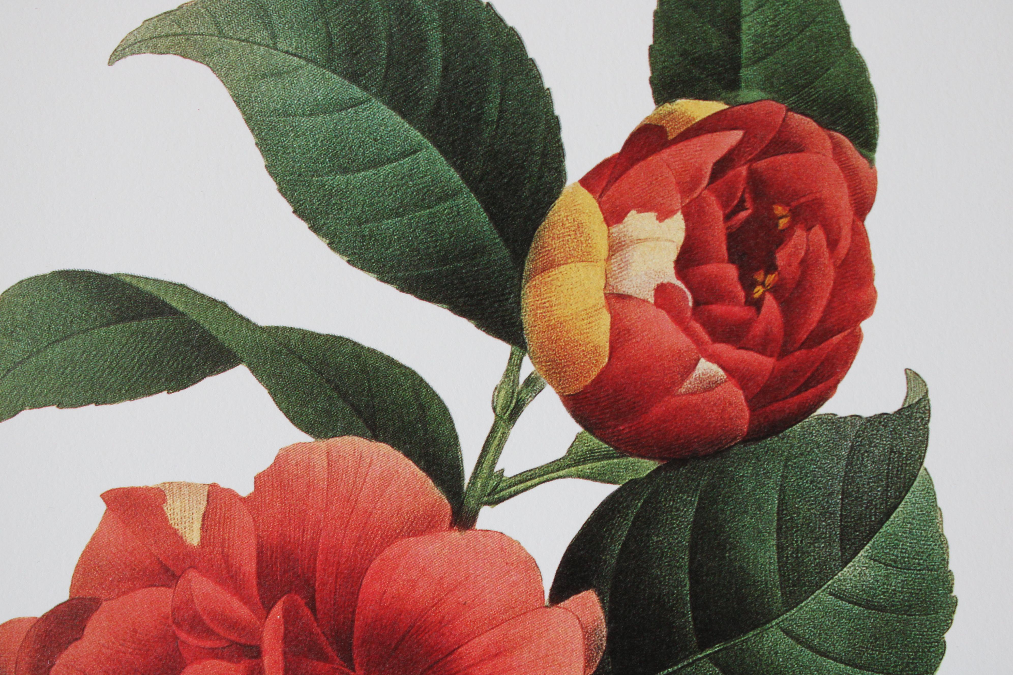Ensemble de 2 lithographies florales Redoute dans de nouveaux cadres de couleur or 6