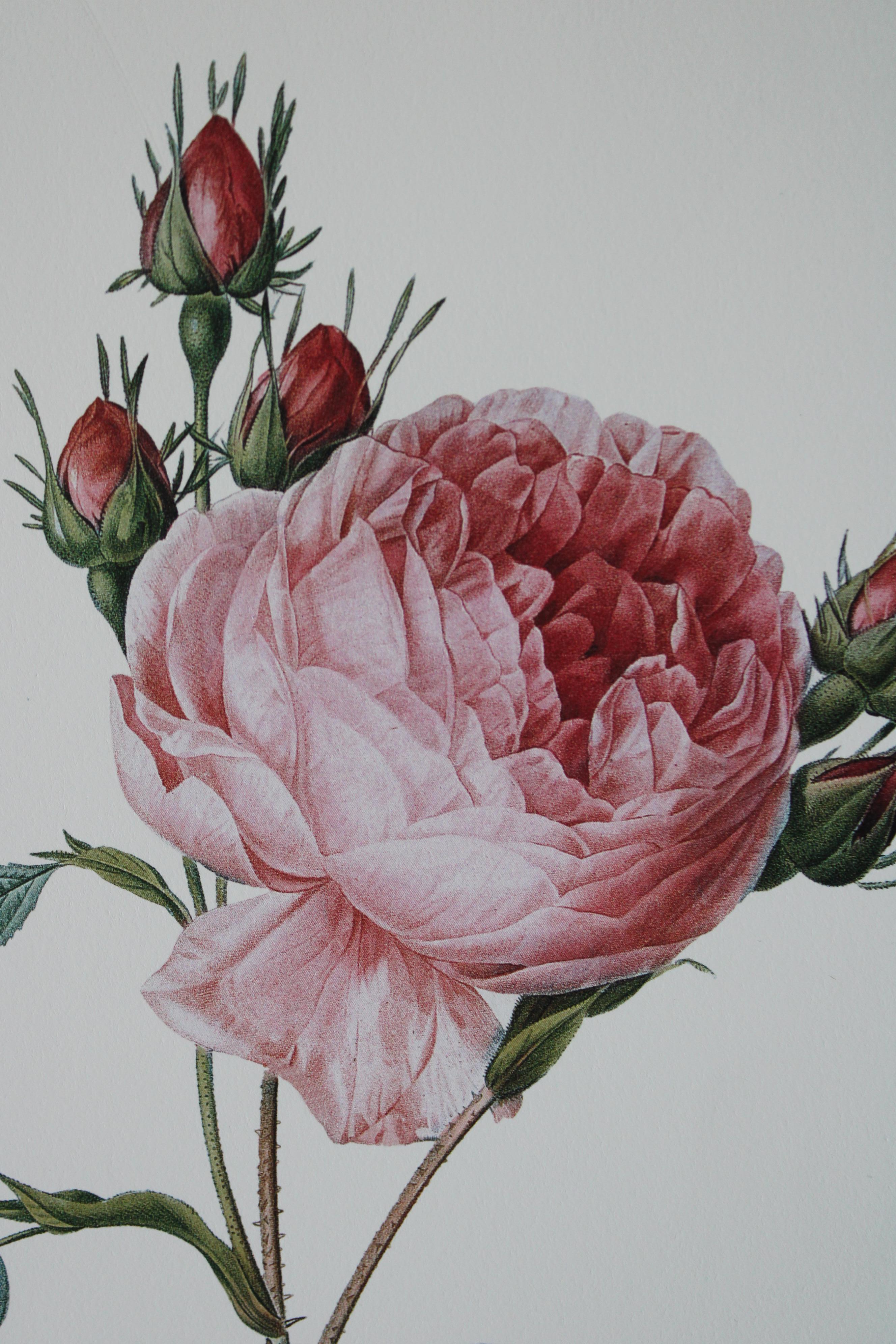 Set von 2 Vintage-Blumenlithografien aus Redoute in neuen goldfarbenen Rahmen mit Blumenmuster 5