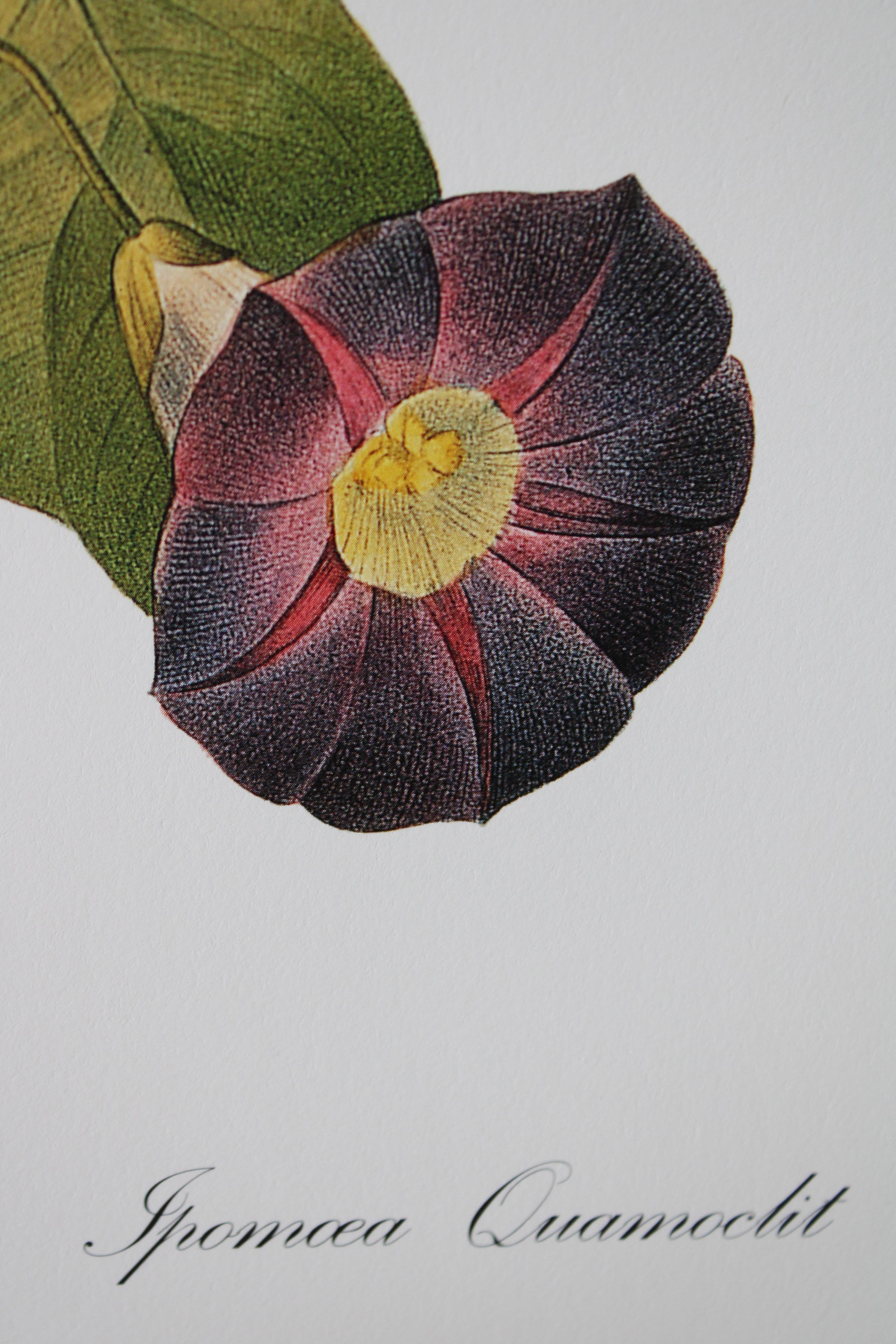 Ensemble de 2 lithographies florales Redoute dans de nouveaux cadres de couleur or 6