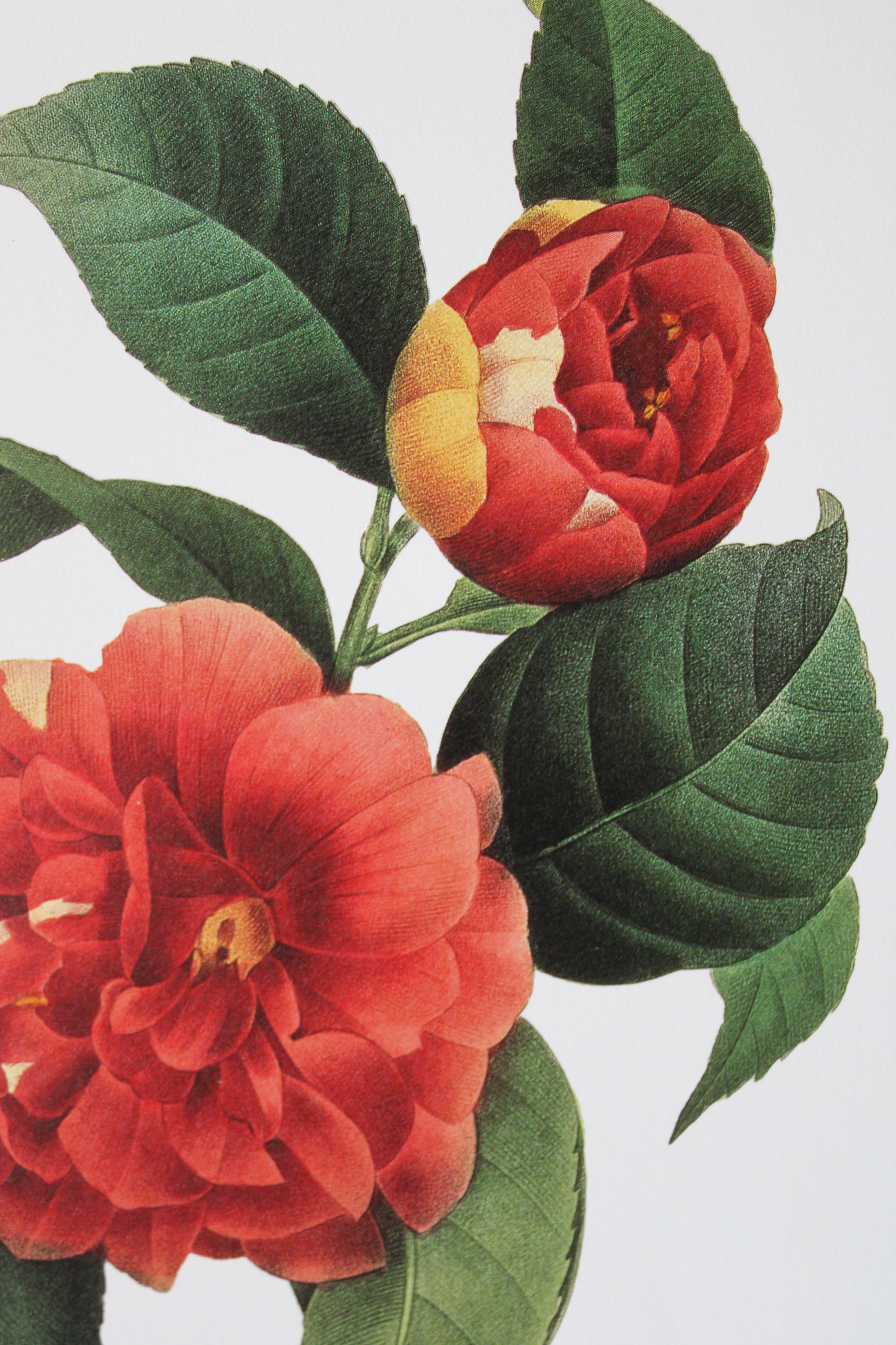 Ensemble de 2 lithographies florales Redoute dans de nouveaux cadres de couleur or 7