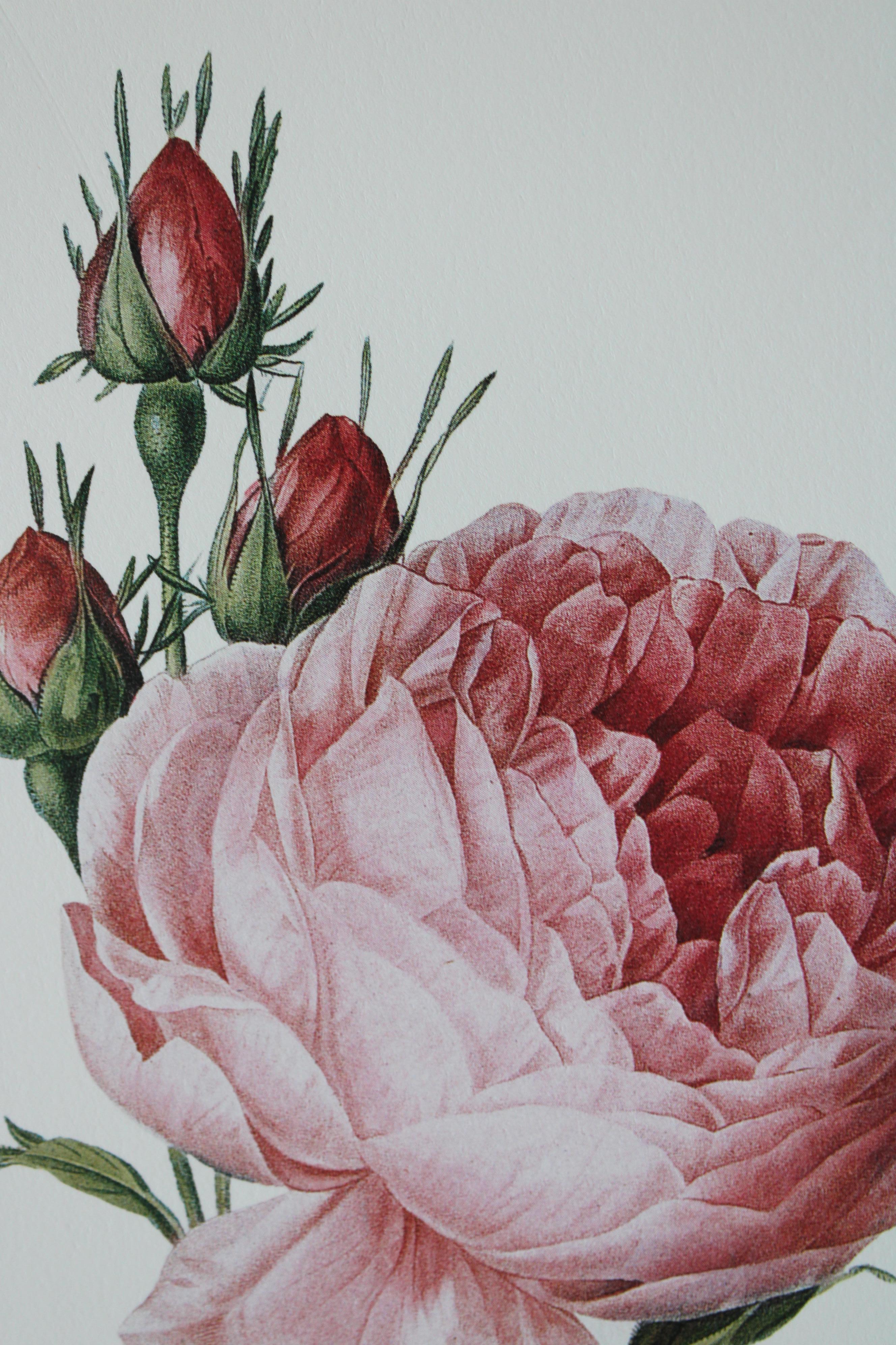 Set von 2 Vintage-Blumenlithografien aus Redoute in neuen goldfarbenen Rahmen mit Blumenmuster 6