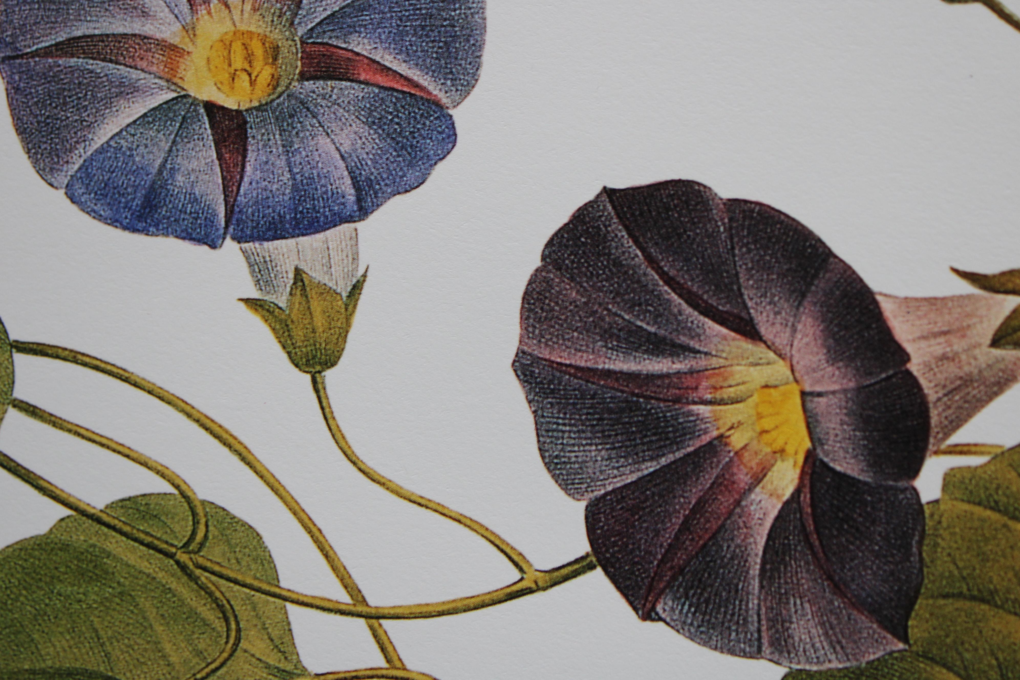 Ensemble de 2 lithographies florales Redoute dans de nouveaux cadres de couleur or 7