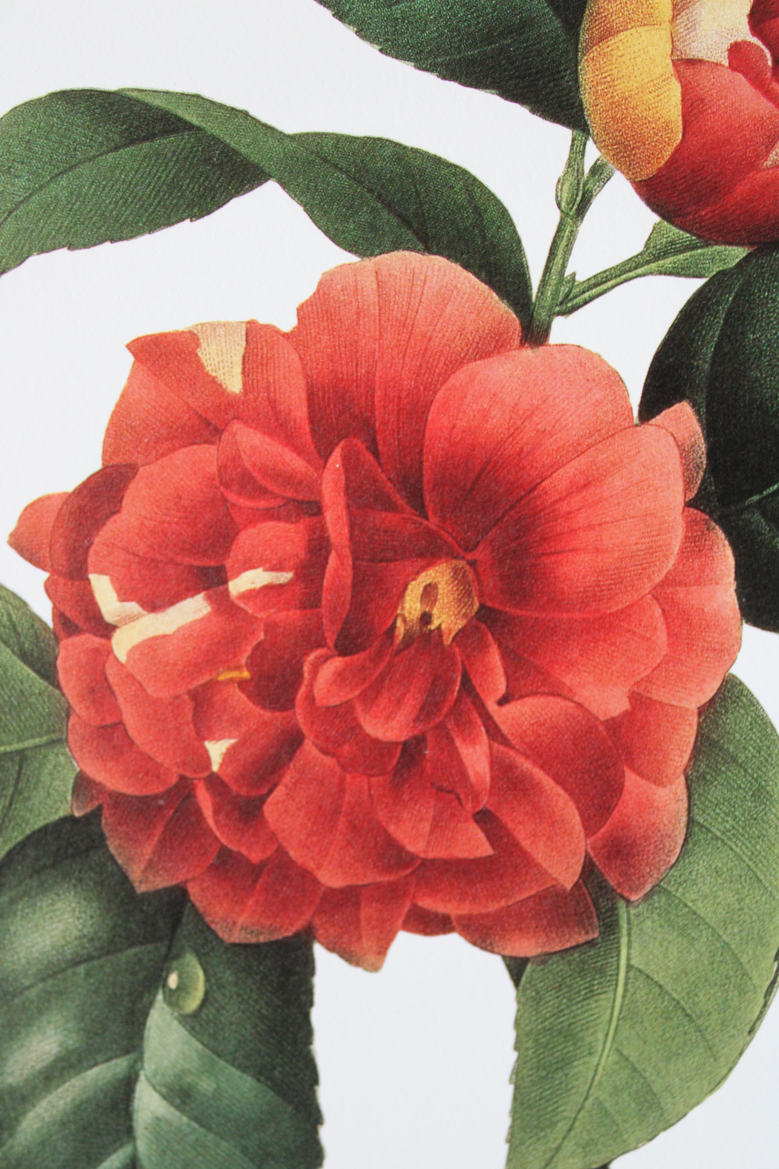 Ensemble de 2 lithographies florales Redoute dans de nouveaux cadres de couleur or 8