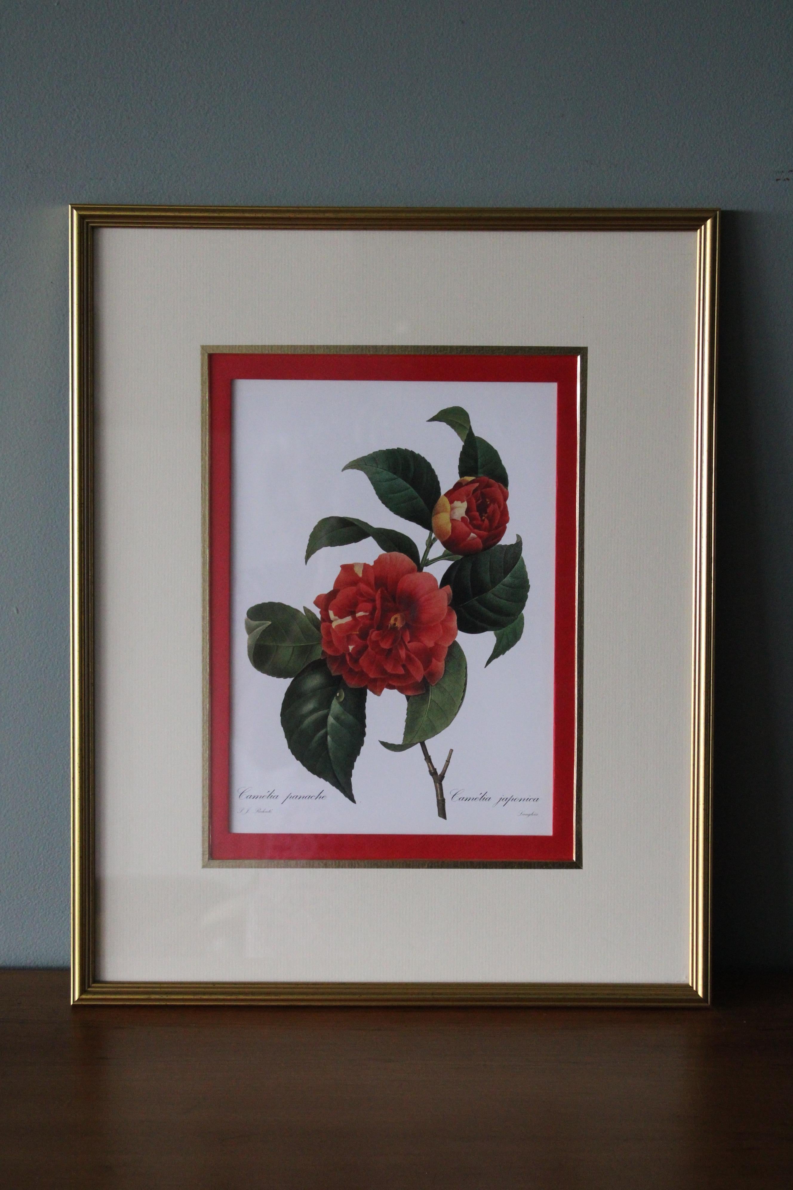 Ensemble de 2 lithographies florales Redoute dans de nouveaux cadres de couleur or 9