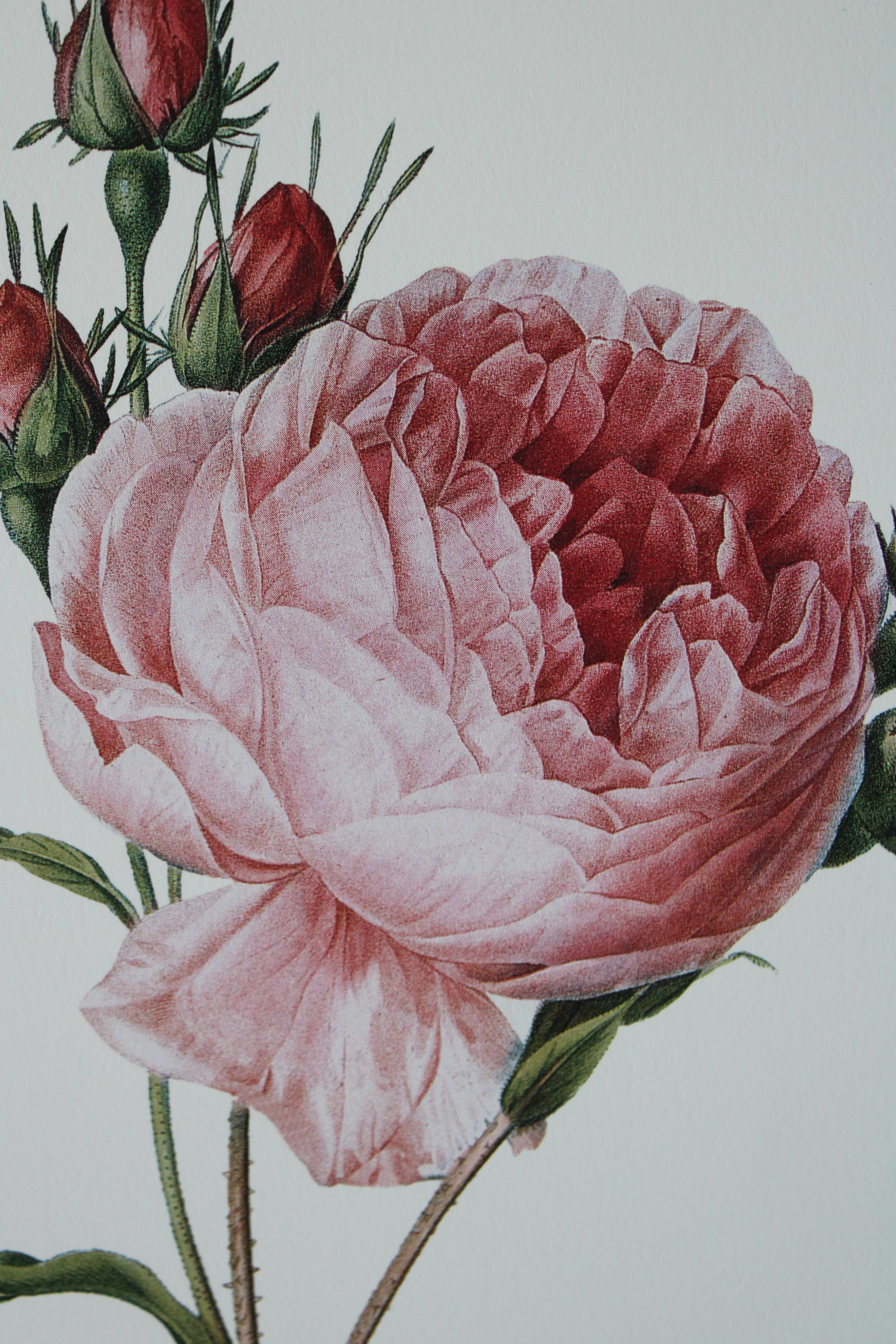 Set von 2 Vintage-Blumenlithografien aus Redoute in neuen goldfarbenen Rahmen mit Blumenmuster 8