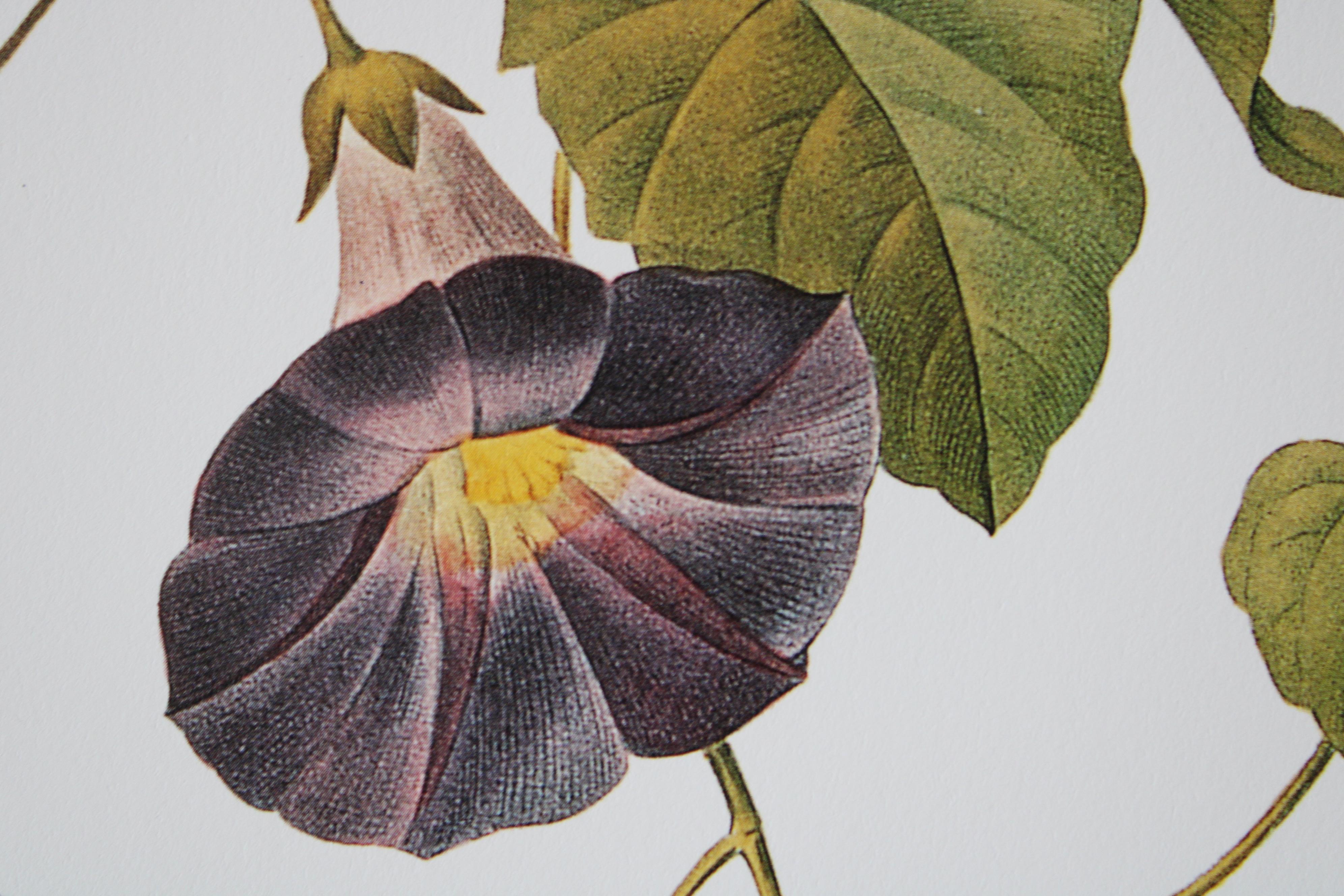 Ensemble de 2 lithographies florales Redoute dans de nouveaux cadres de couleur or 9