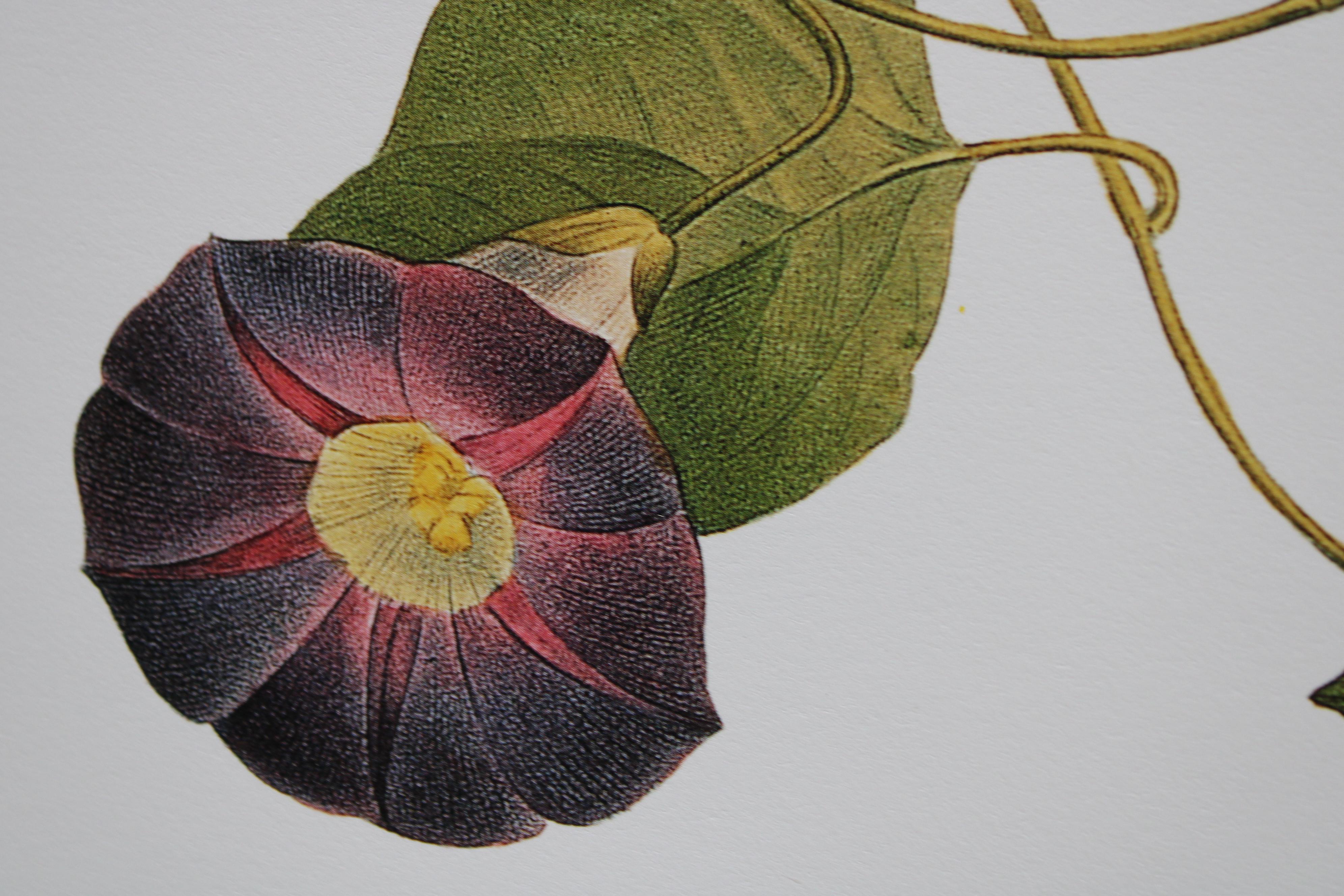 Ensemble de 2 lithographies florales Redoute dans de nouveaux cadres de couleur or 10