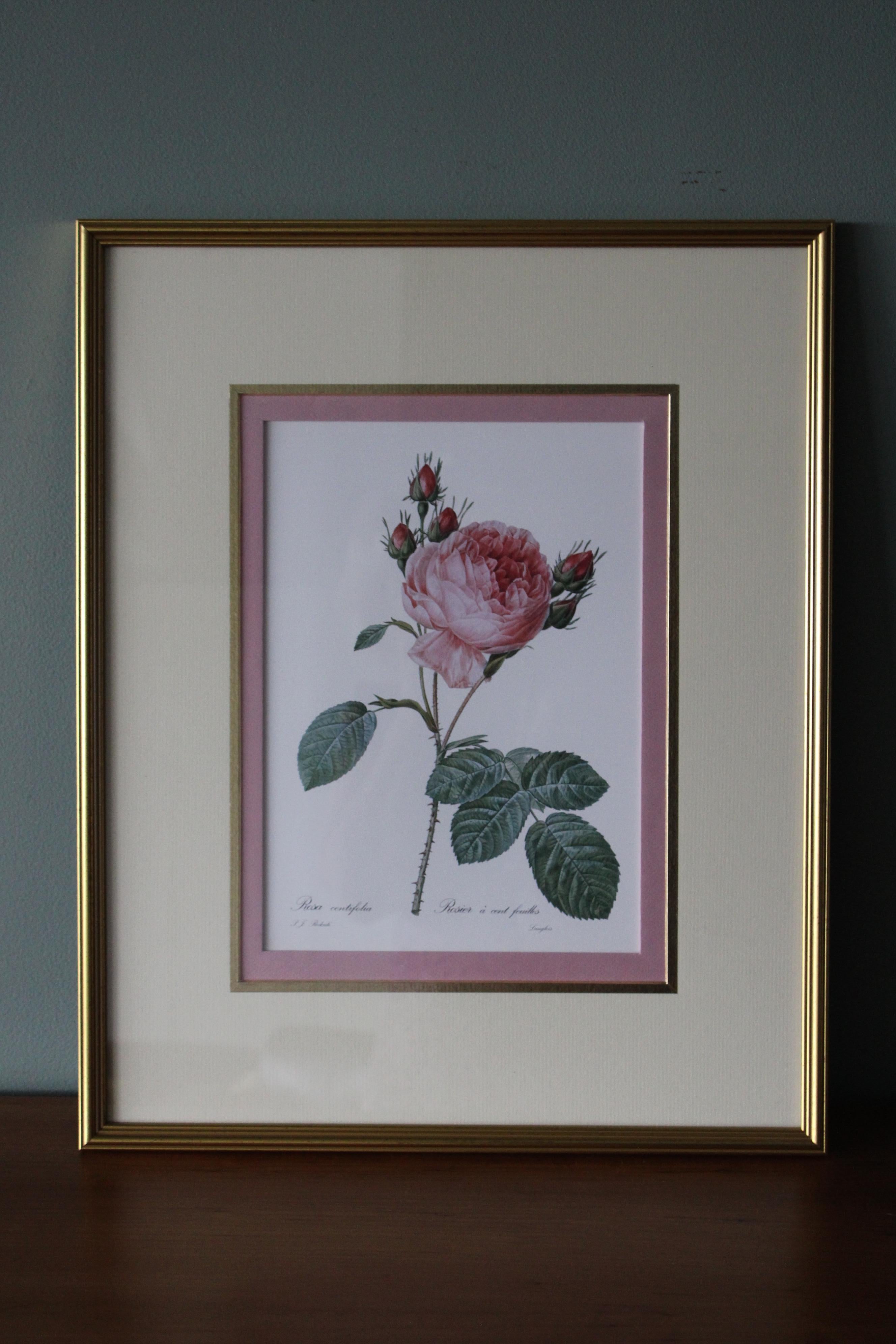 Set von 2 Vintage-Blumenlithografien aus Redoute in neuen goldfarbenen Rahmen mit Blumenmuster 13