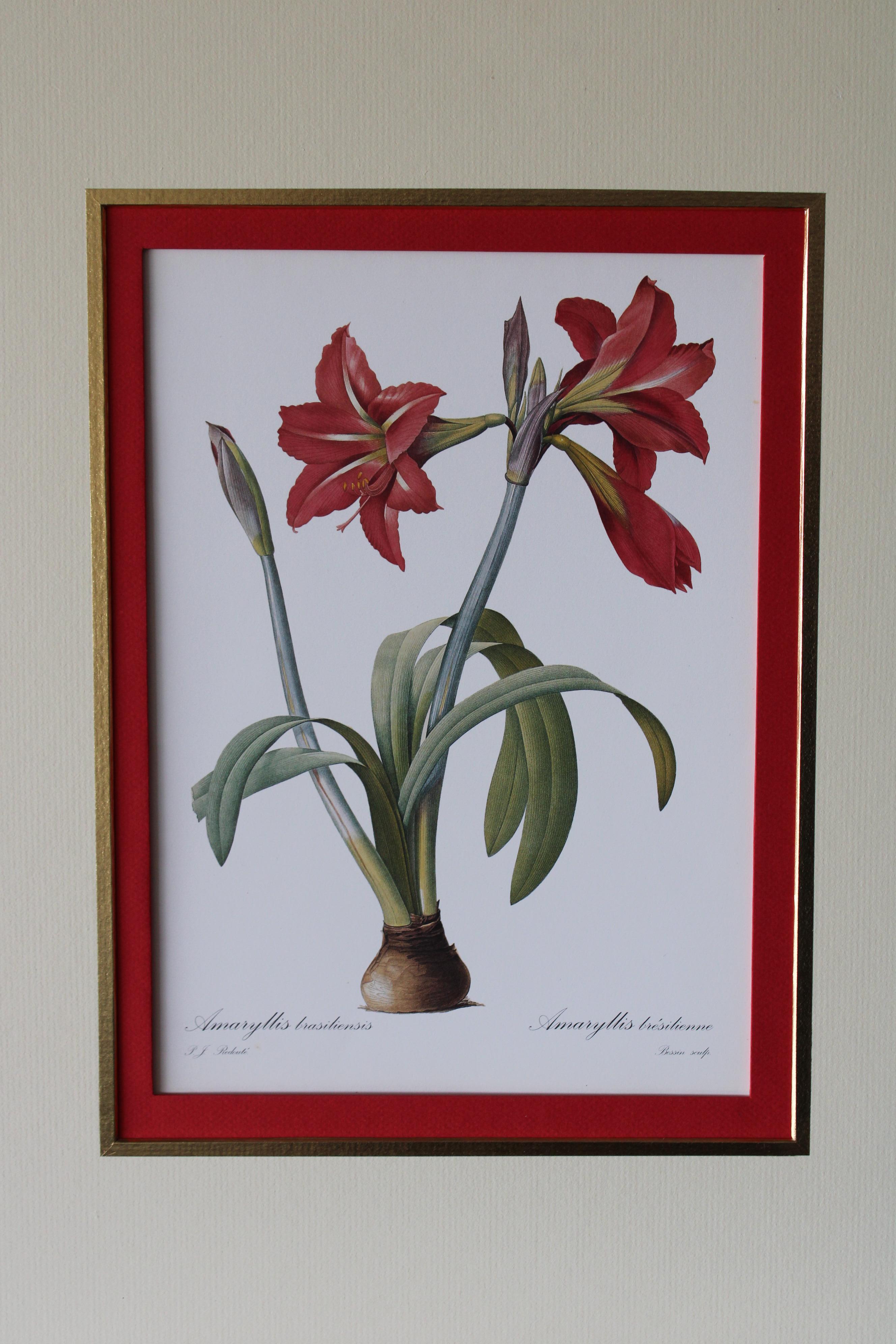 Ensemble de 2 lithographies florales Redoute dans de nouveaux cadres de couleur or - Print de Pierre-Joseph Redouté
