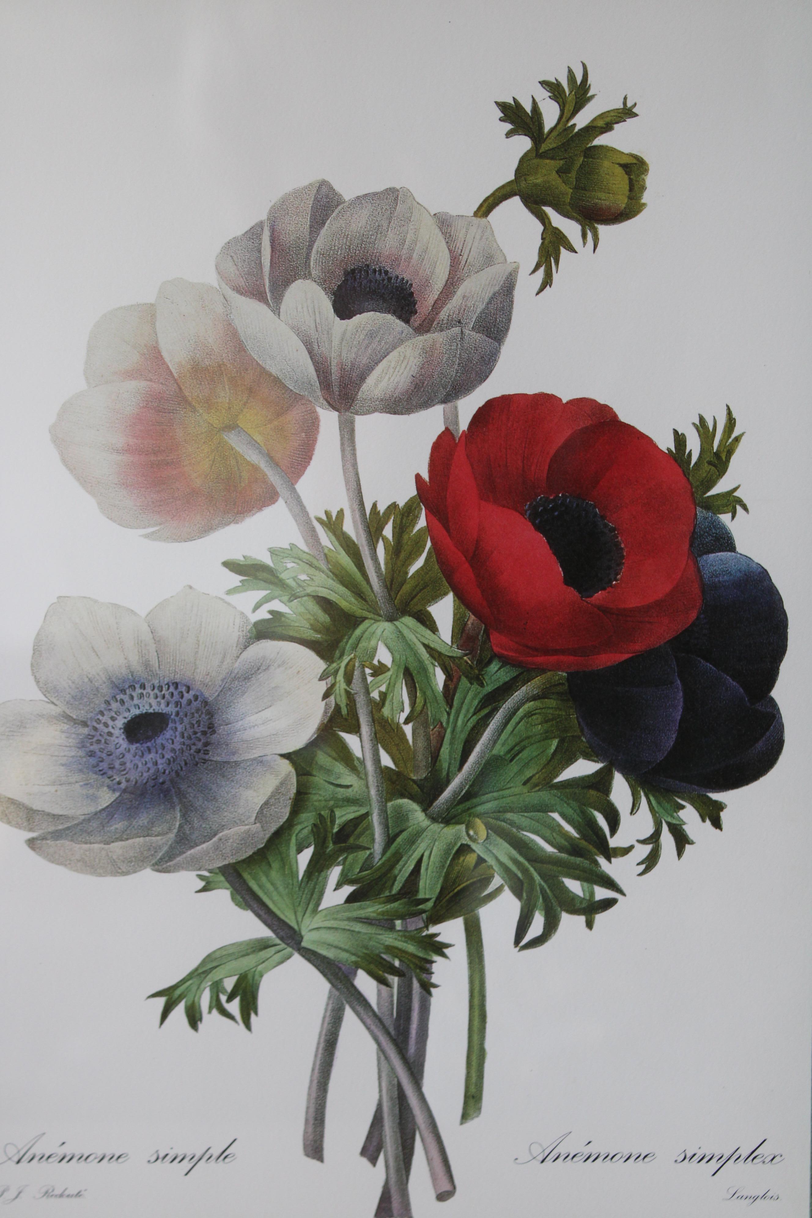 Ensemble de 2 lithographies florales Redoute dans de nouveaux cadres de couleur or - Print de Pierre-Joseph Redouté