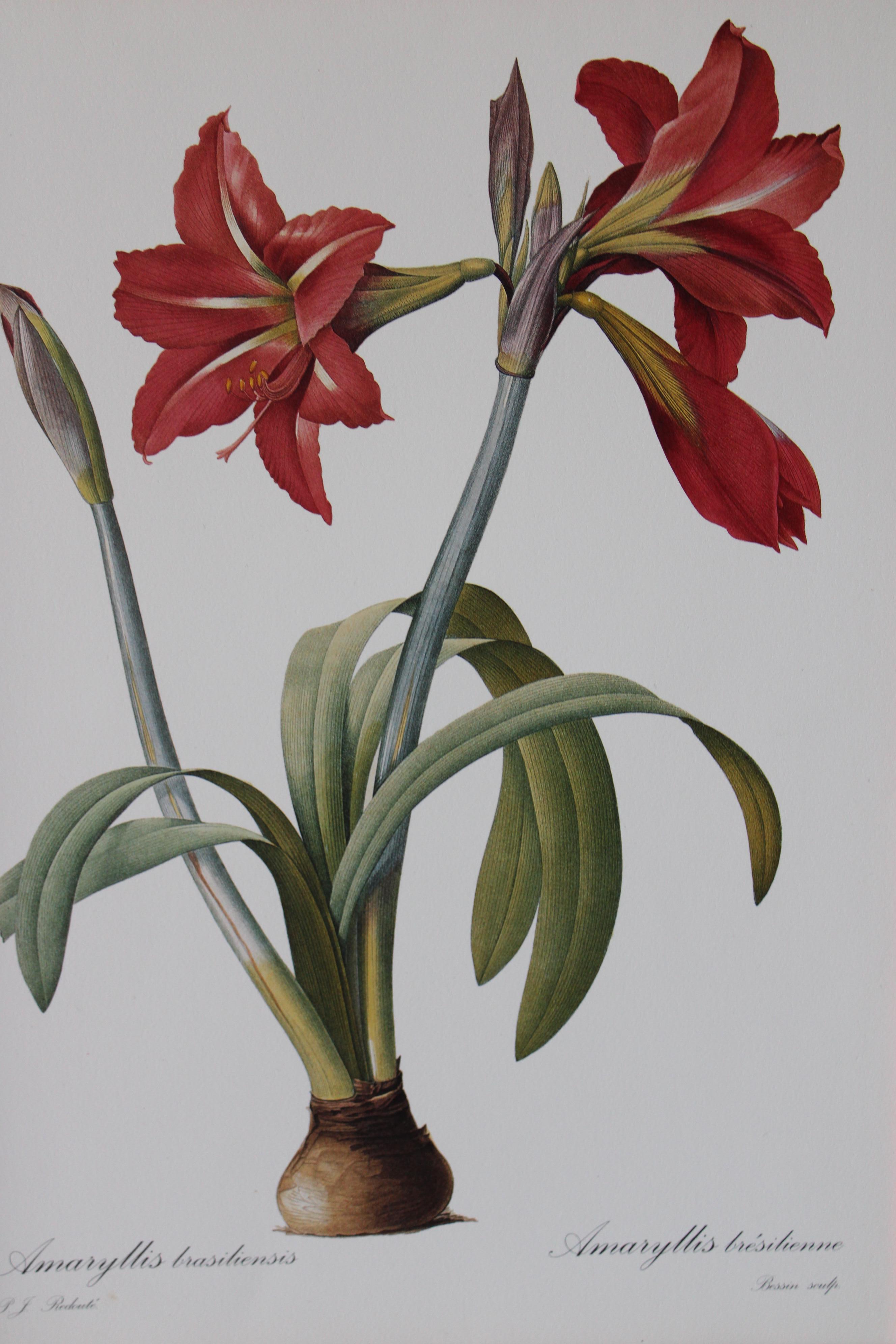 Ensemble de 2 lithographies florales Redoute dans de nouveaux cadres de couleur or - École française Print par Pierre-Joseph Redouté