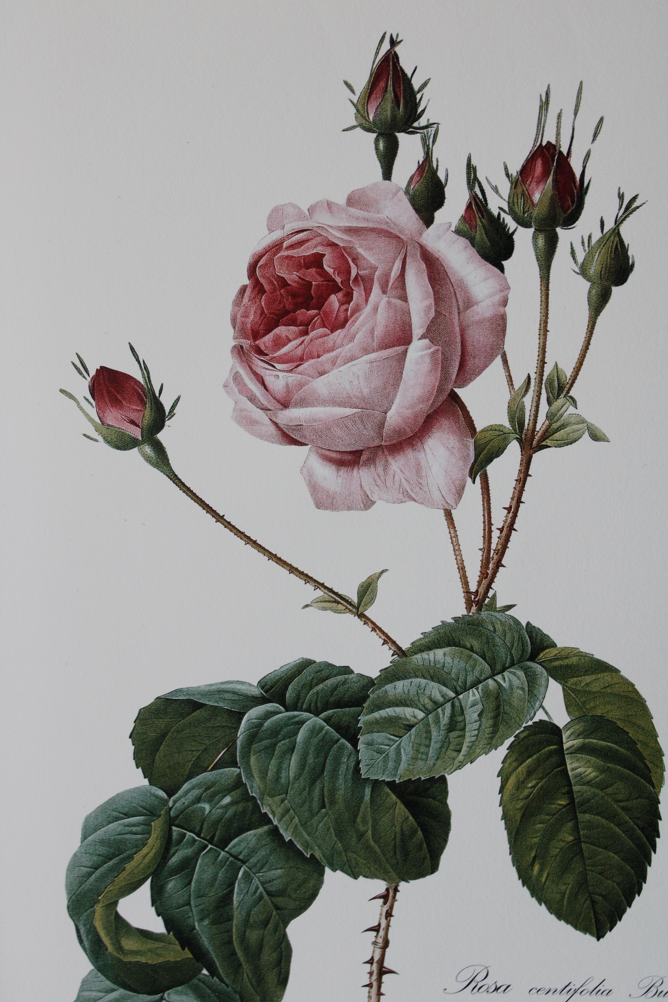 Set von 2 Vintage-Blumenlithografien aus Redoute in neuen goldfarbenen Rahmen mit Blumenmuster (Französische Schule), Print, von Pierre-Joseph Redouté