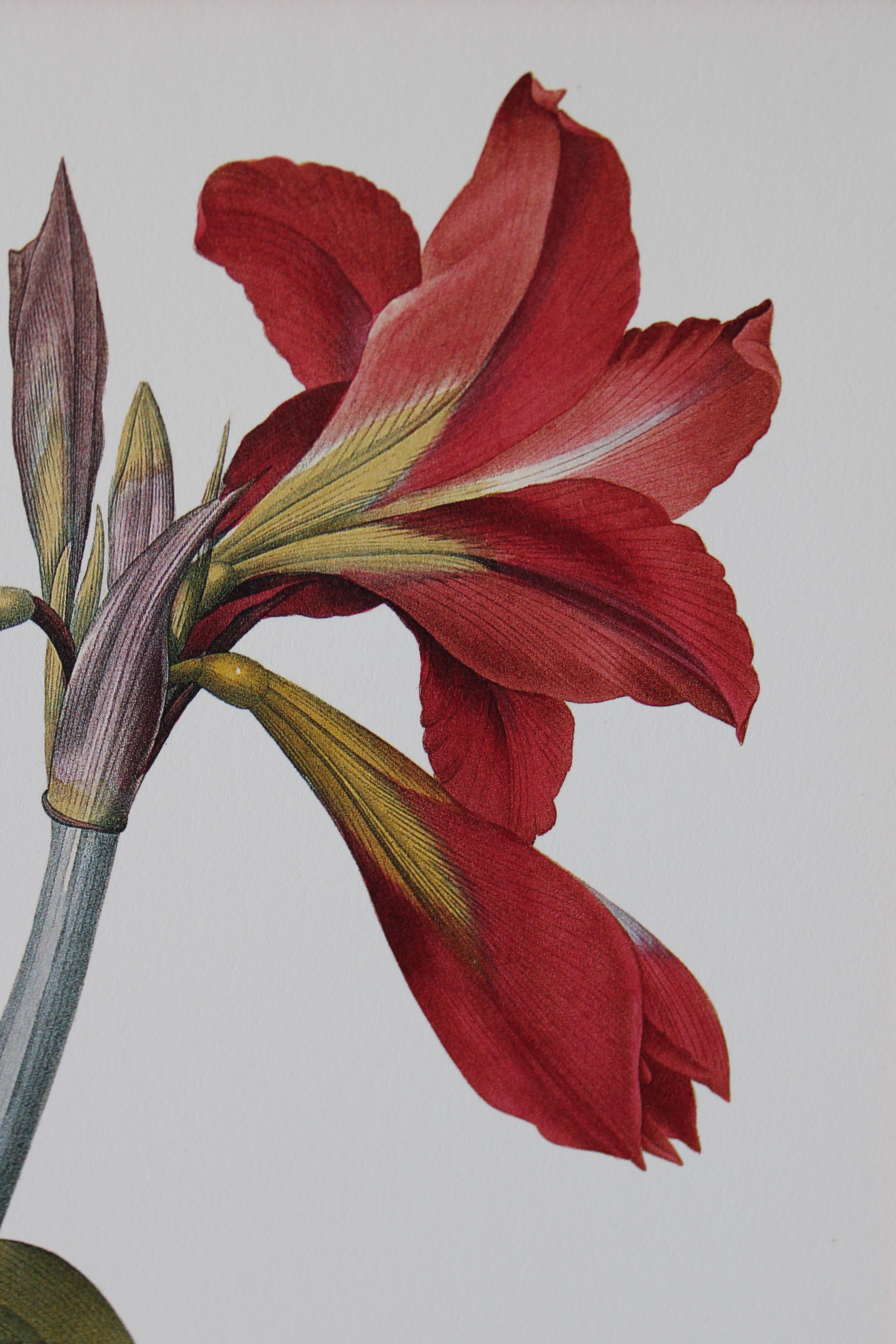 Ensemble de 2 lithographies florales Redoute dans de nouveaux cadres de couleur or 1