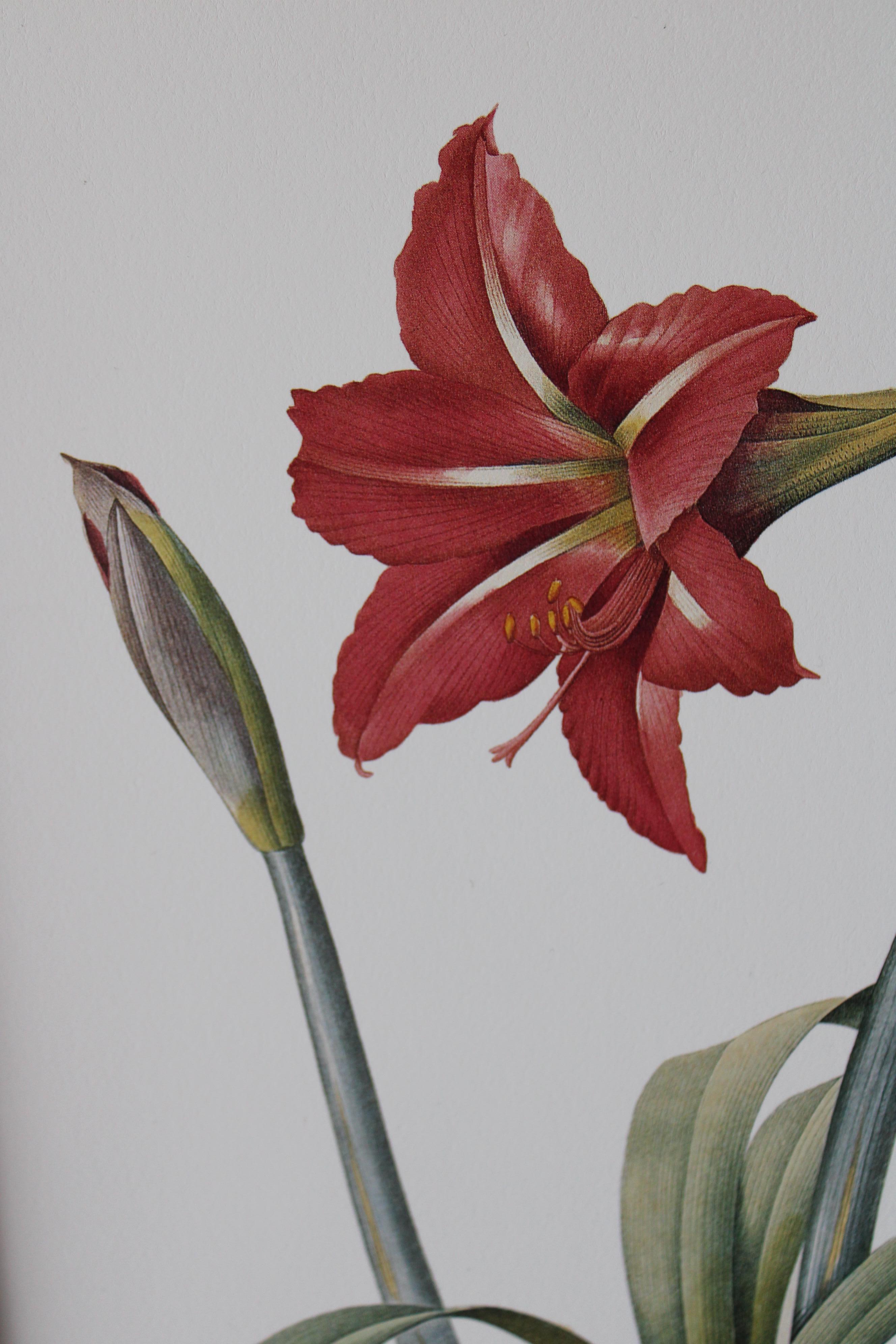 Ensemble de 2 lithographies florales Redoute dans de nouveaux cadres de couleur or 2