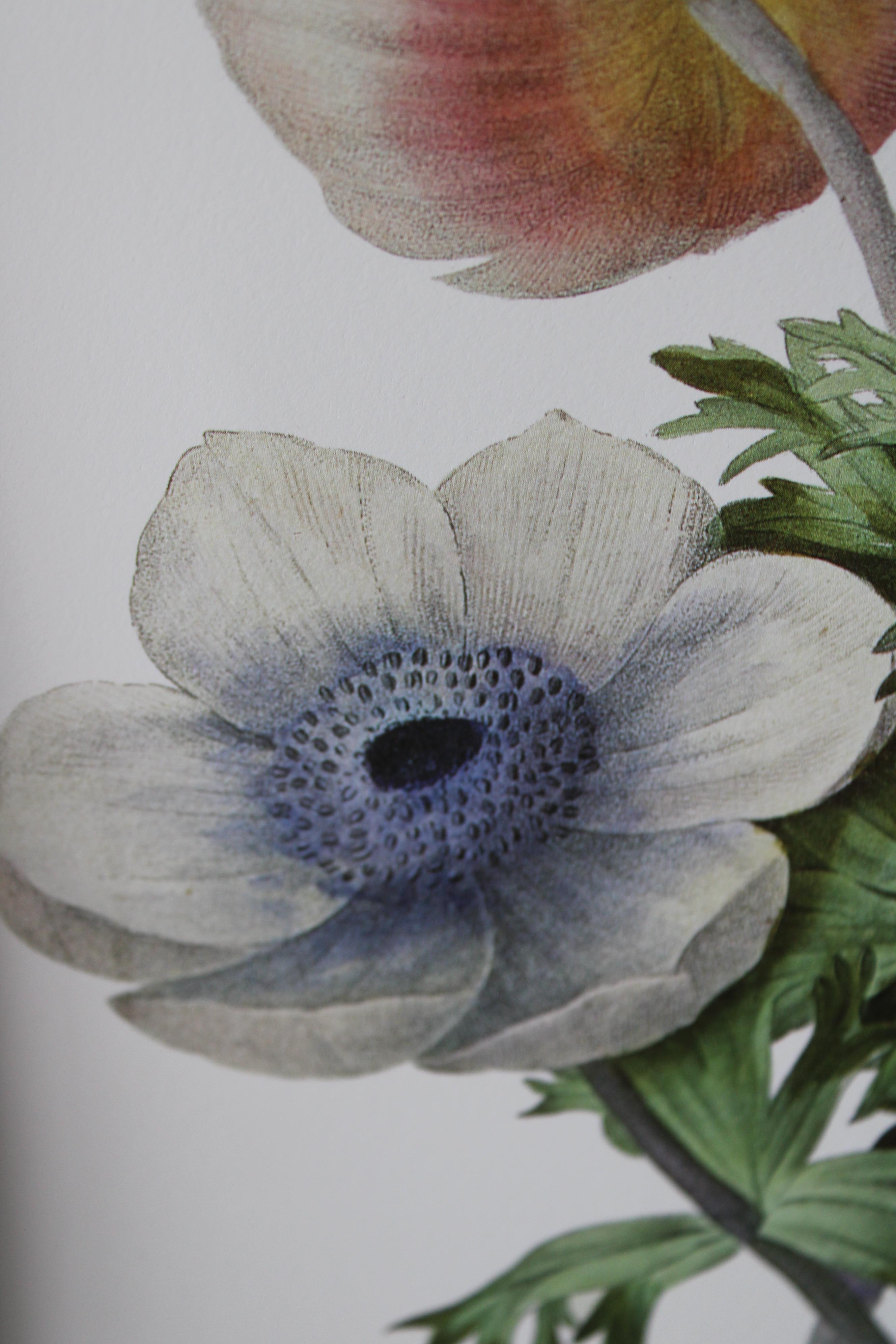 Ensemble de 2 lithographies florales Redoute dans de nouveaux cadres de couleur or 2