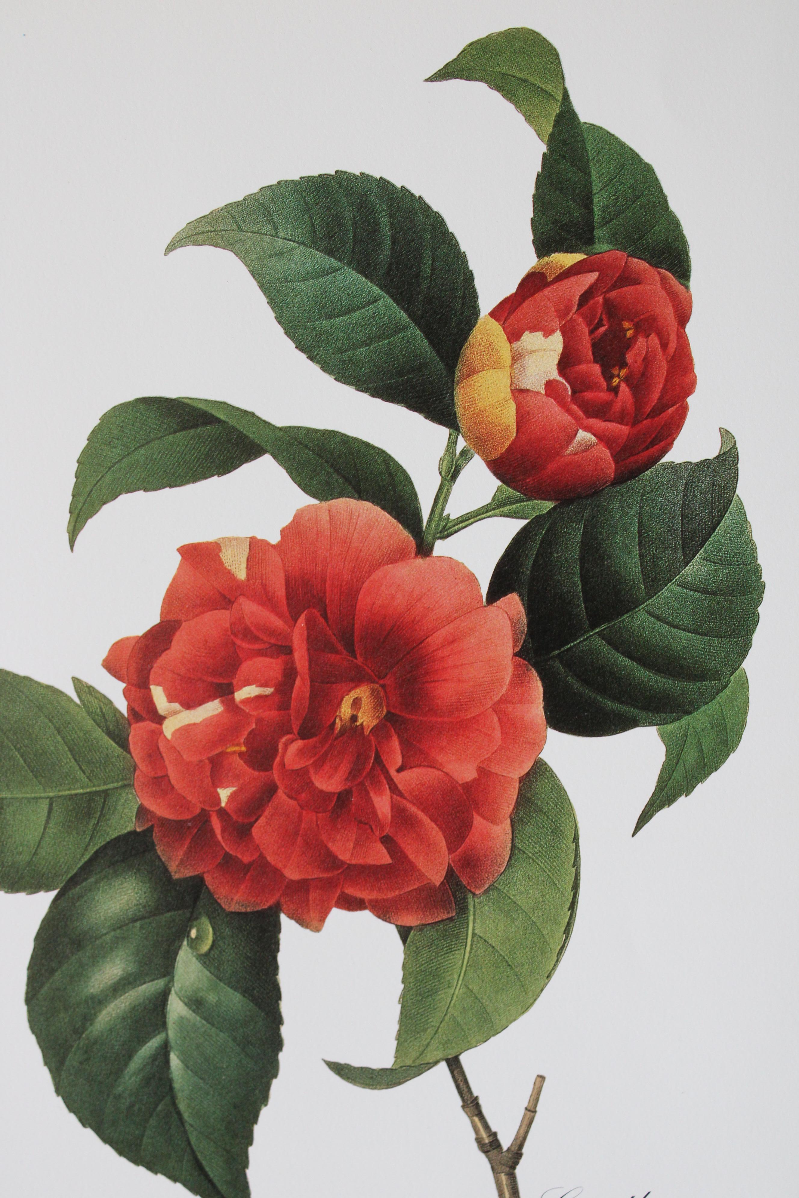 Ensemble de 2 lithographies florales Redoute dans de nouveaux cadres de couleur or 4
