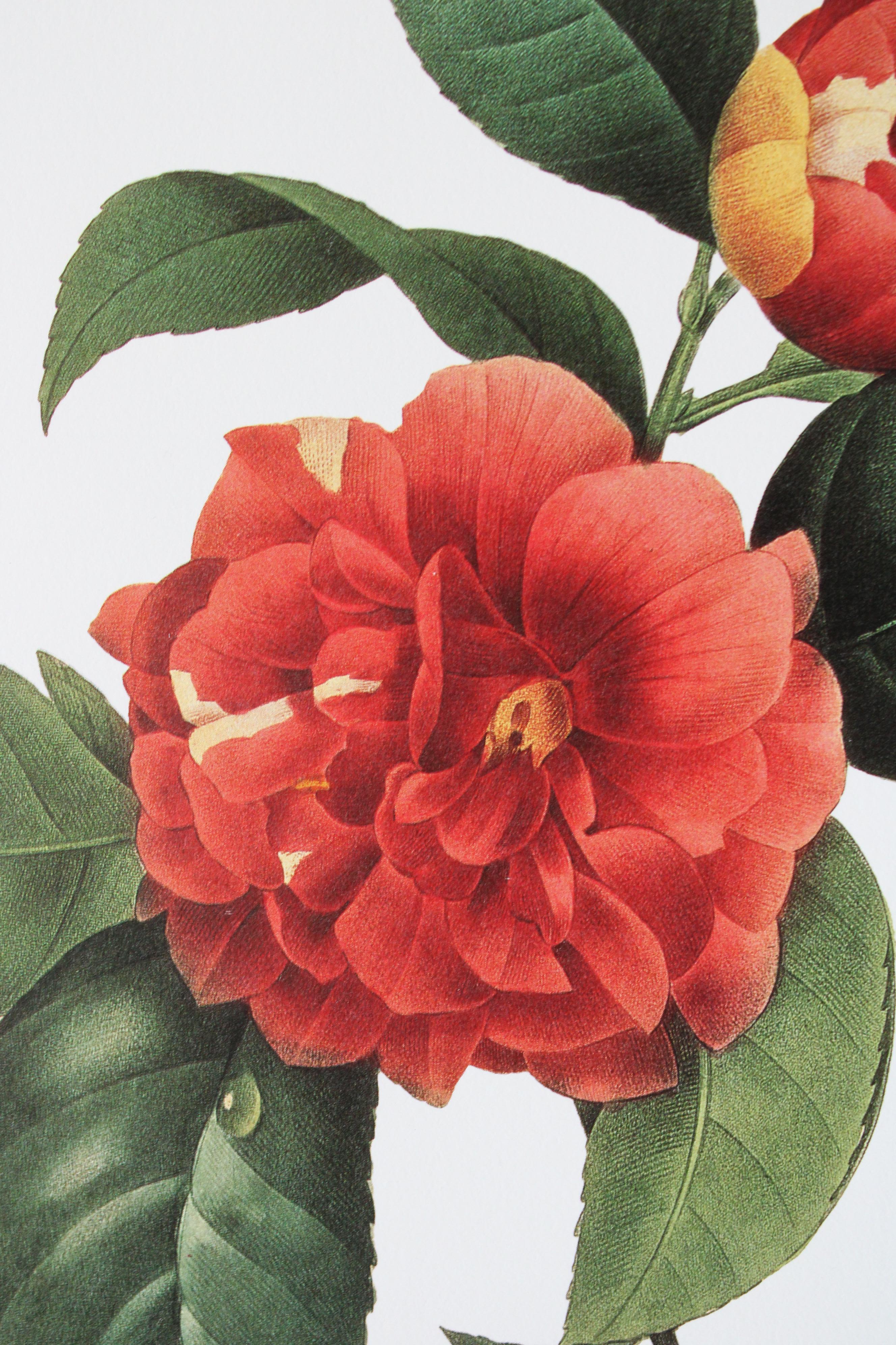 Ensemble de 2 lithographies florales Redoute dans de nouveaux cadres de couleur or 5