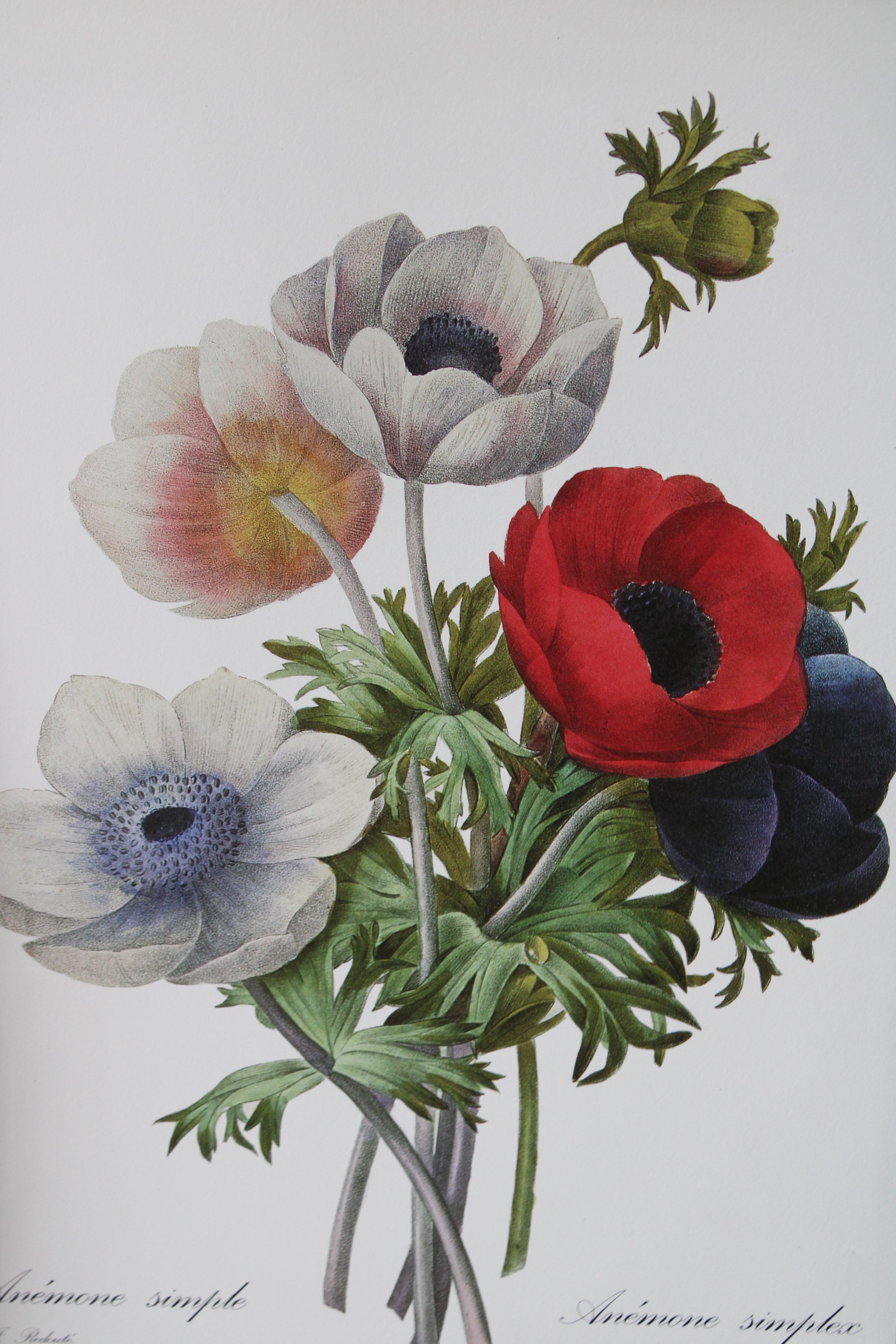Ensemble de 2 lithographies florales Redoute dans de nouveaux cadres de couleur or 5
