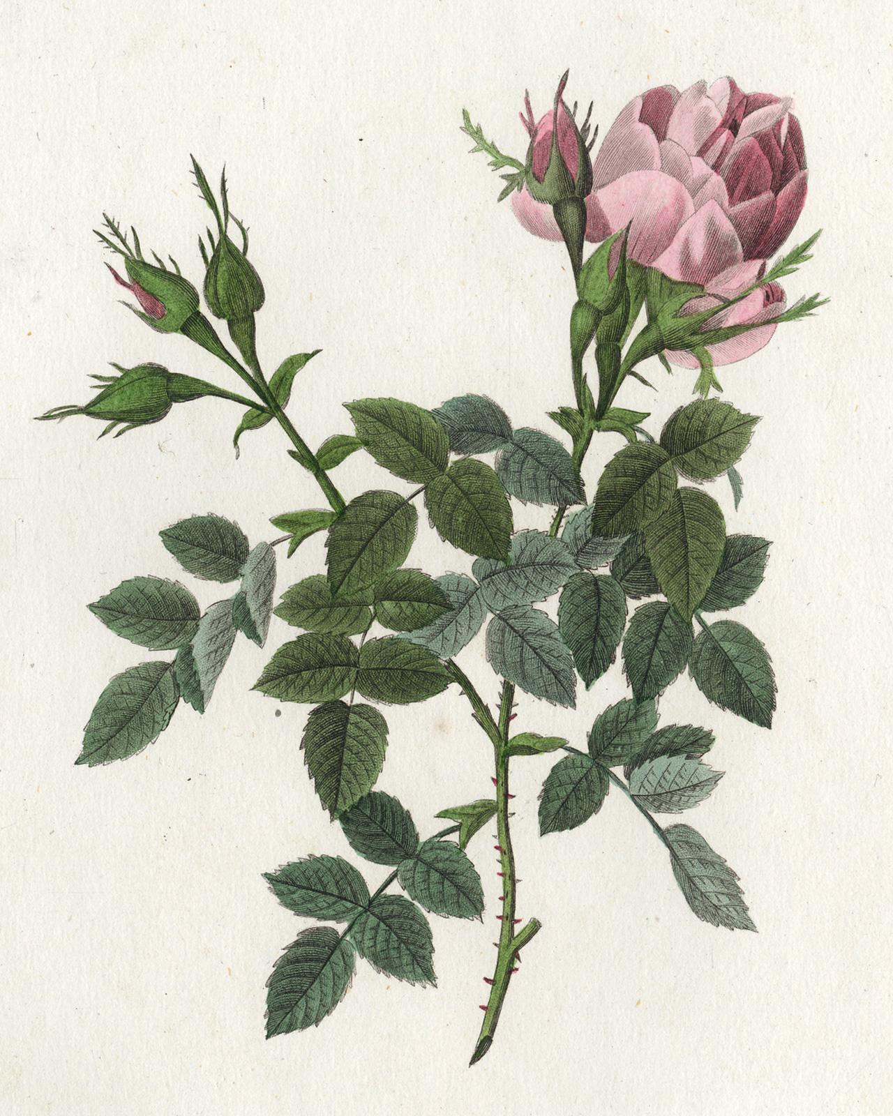 Small Autumn Damask Rose by Redoute - Handcoloured engraving - 19th century - Print by Pierre-Joseph Redouté