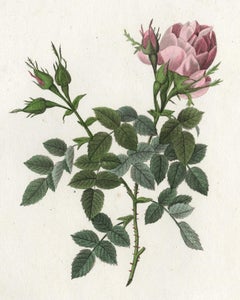 Small Autumn Damask Rose by Redoute - Handcoloured engraving - 19th century