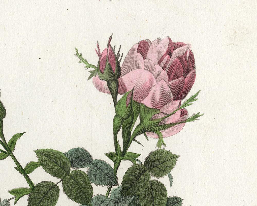 damask rose for sale