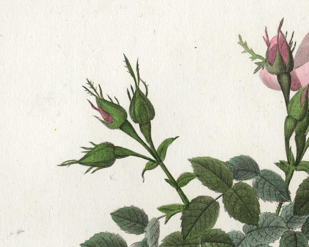 Small Autumn Damask Rose by Redoute - Handcoloured engraving - 19th century - Old Masters Print by Pierre-Joseph Redouté