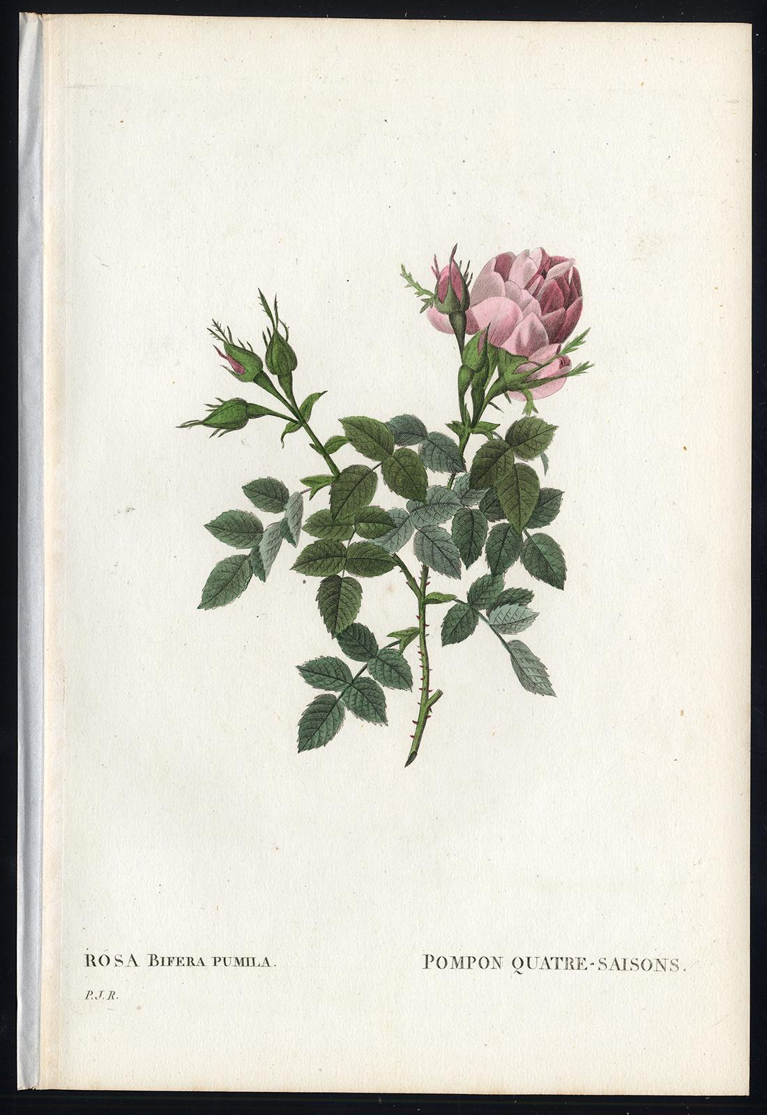 Pierre-Joseph Redouté Print - Small Autumn Damask Rose by Redoute - Handcoloured engraving - 19th century
