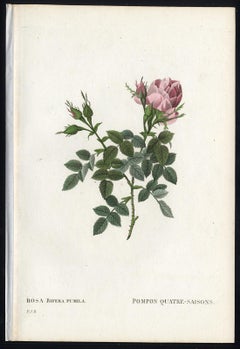 Antique Small Autumn Damask Rose by Redoute - Handcoloured engraving - 19th century