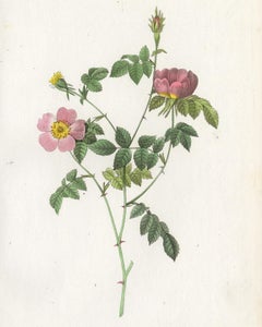 Tomentose Rose by Redoute - Les Roses - Handcoloured engraving - 19th century