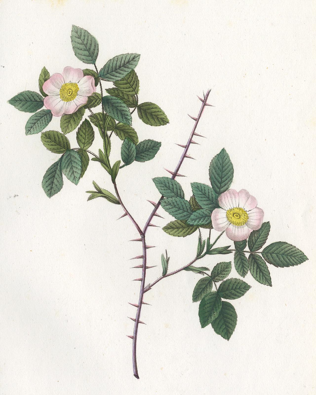 White Alpine Rose by Redoute - Les Roses - Handcoloured engraving - 19th century - Print by Pierre-Joseph Redouté