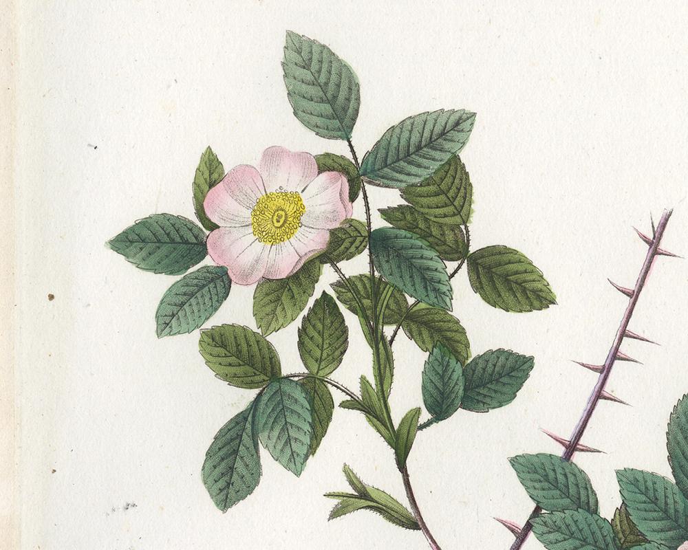 White Alpine Rose by Redoute - Les Roses - Handcoloured engraving - 19th century - Old Masters Print by Pierre-Joseph Redouté