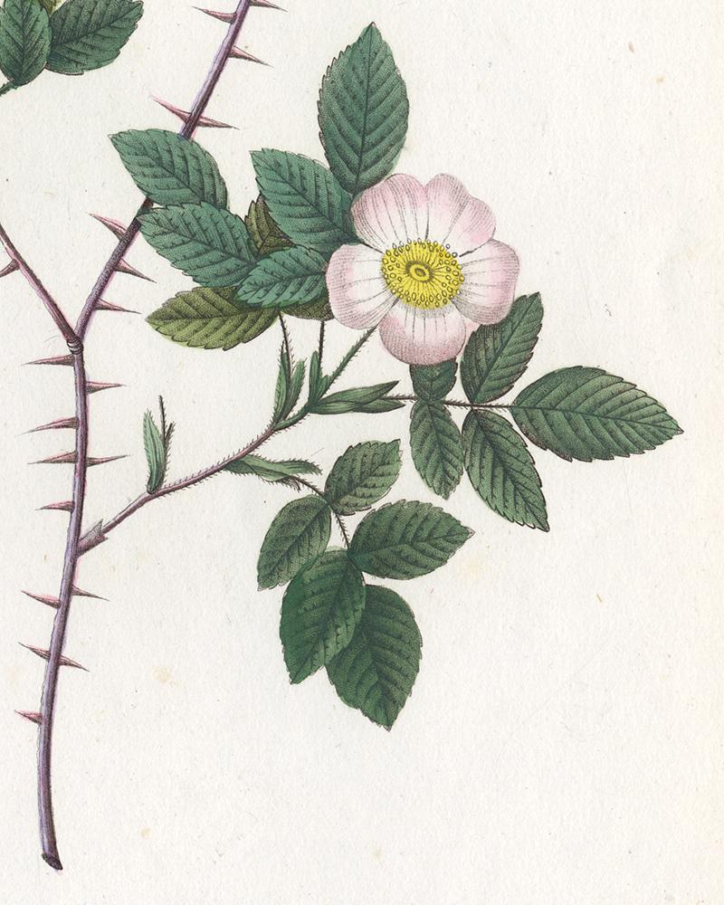 Subject: Original botanical print from volume 3 plate number 29. The title is: 'Rosier Spinule (de Dematra)' / 'Rosa Spinulifolia (Dematratiana)' (Alpine Rose (wild hybrid)).

Description:  This plate originates from the third (second octavo)