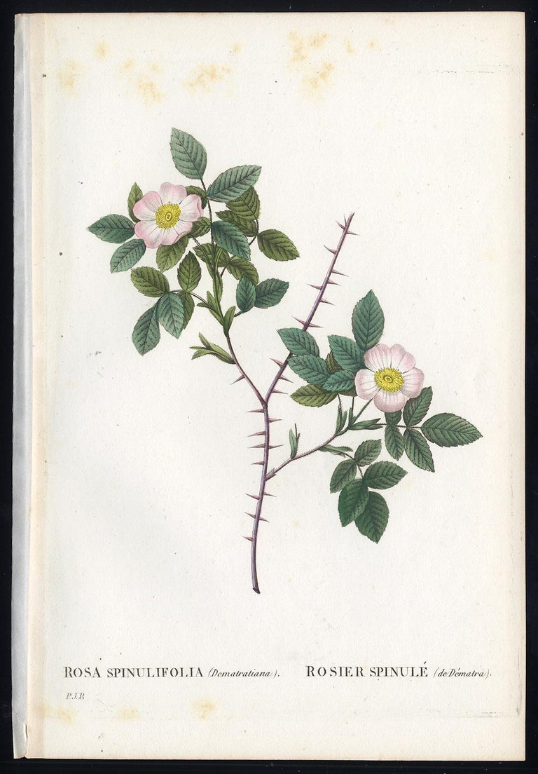 Pierre-Joseph Redouté - White Alpine Rose by Redoute - Les Roses ...