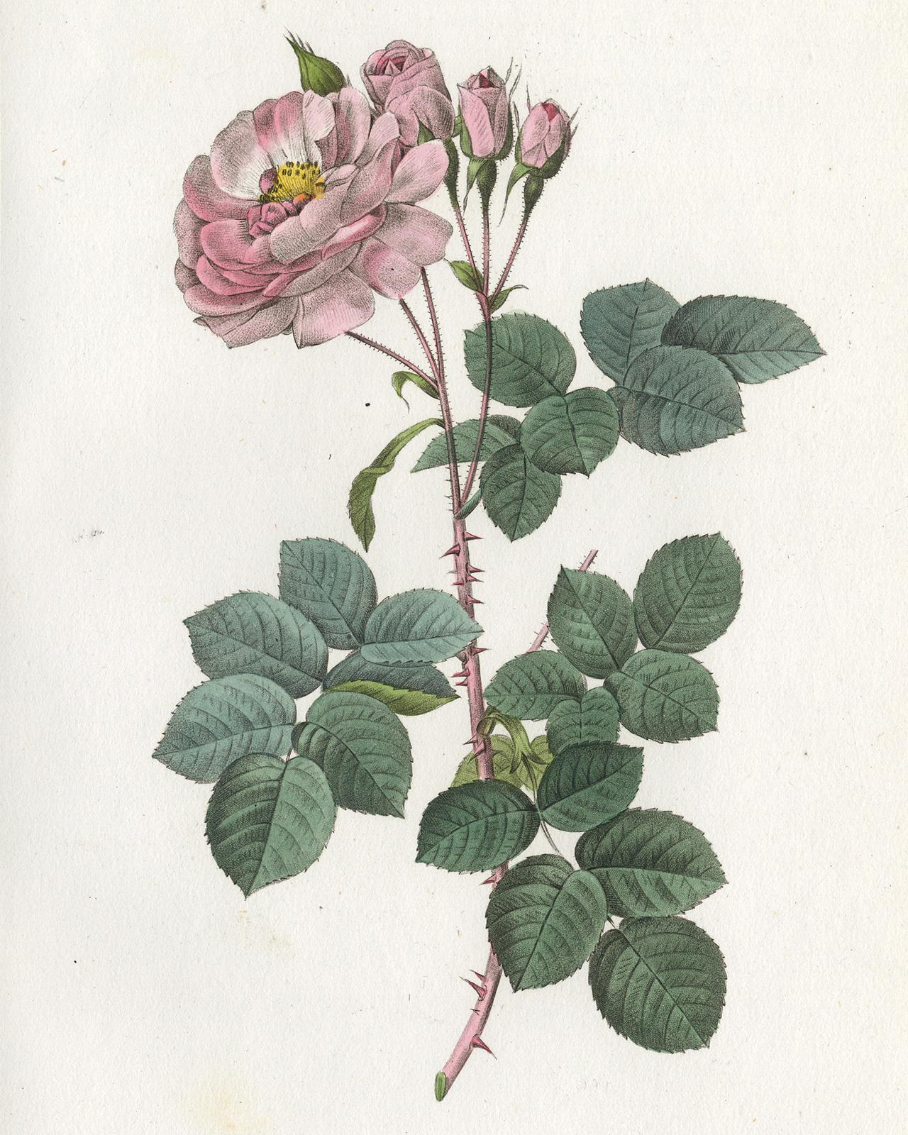 White Rose Celestial by Redoute - Handcoloured engraving - 19th century - Print by Pierre-Joseph Redouté
