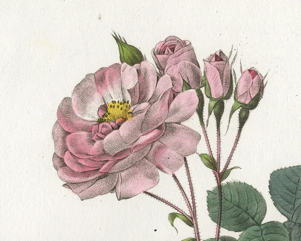 White Rose Celestial by Redoute - Handcoloured engraving - 19th century - Old Masters Print by Pierre-Joseph Redouté