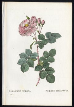 White Rose Celestial by Redoute - Handcoloured engraving - 19th century