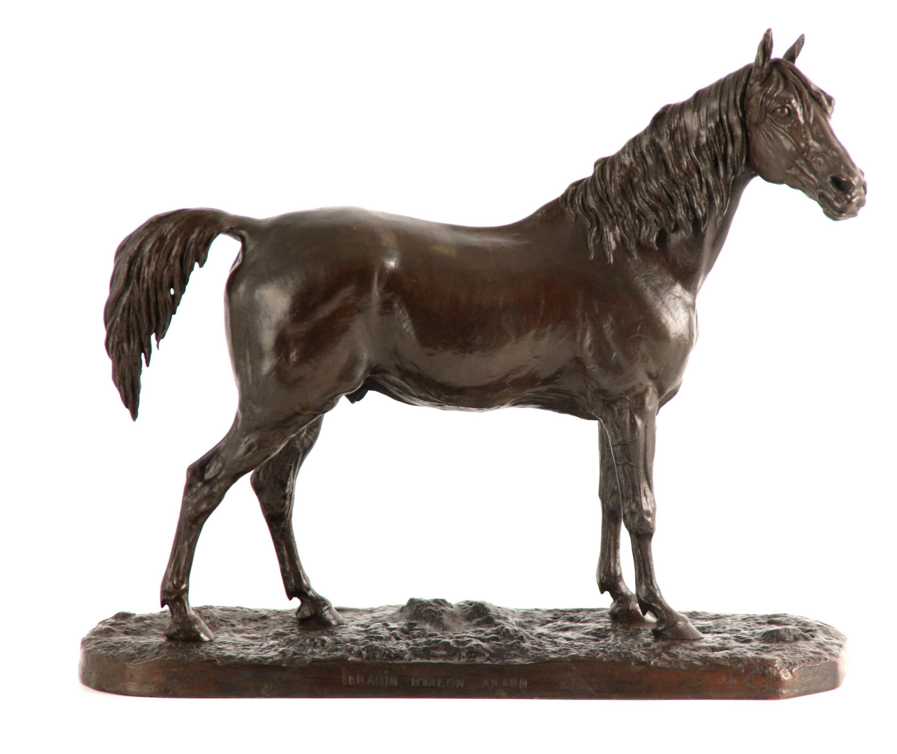 A late 19th century bronze of the Arabian Stallion 'Ibrahim'