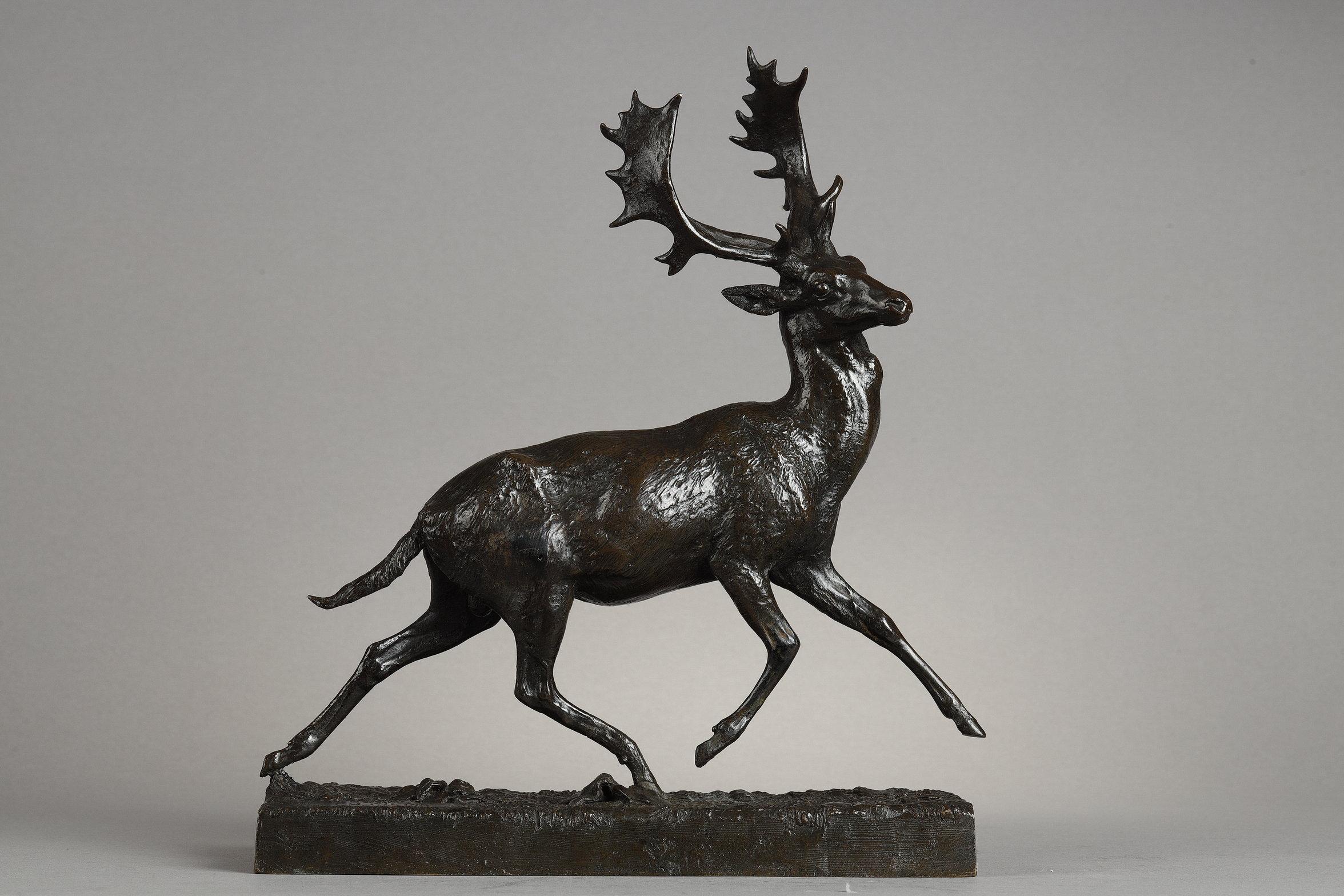 Running fallow deer