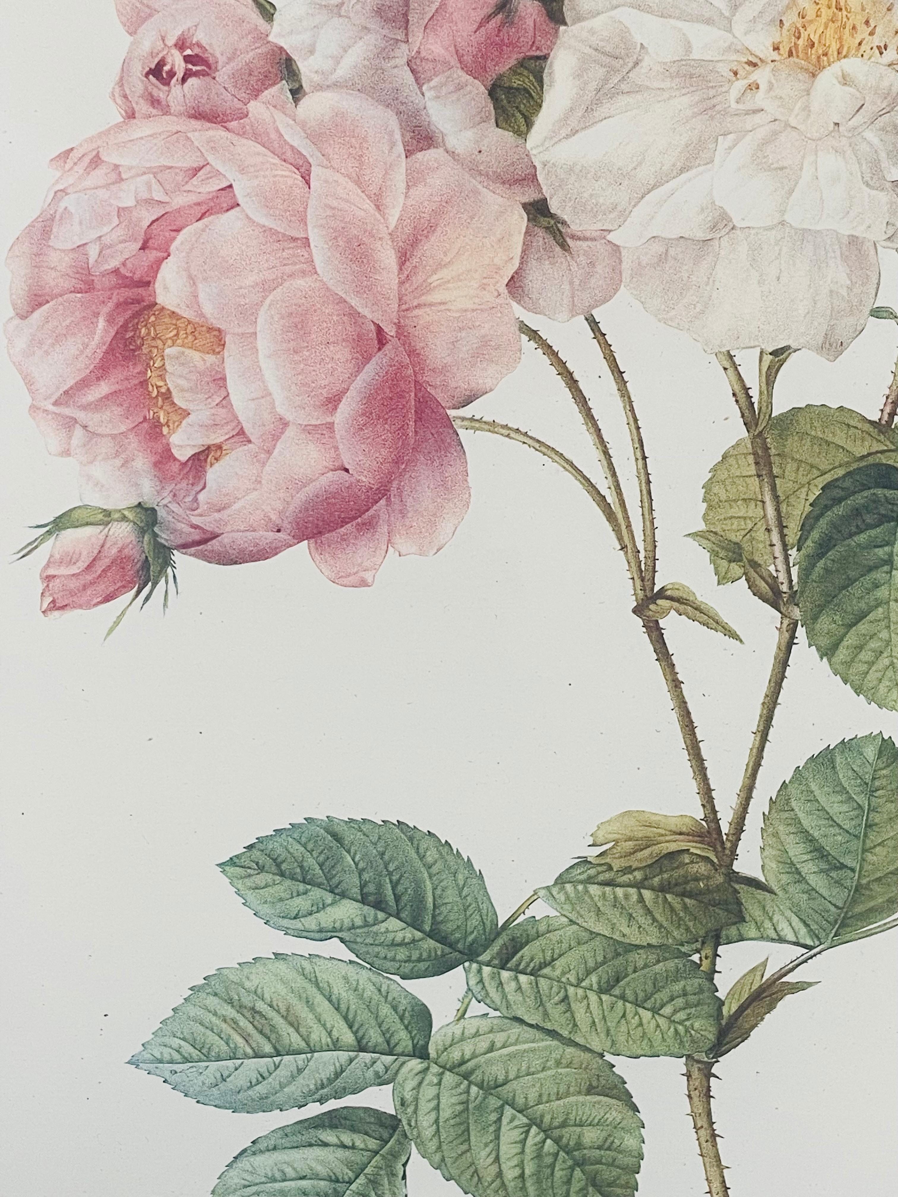 Modern Pierre Redoute Botanical Lithograph Print, a Bombay & Co collection, a Pair