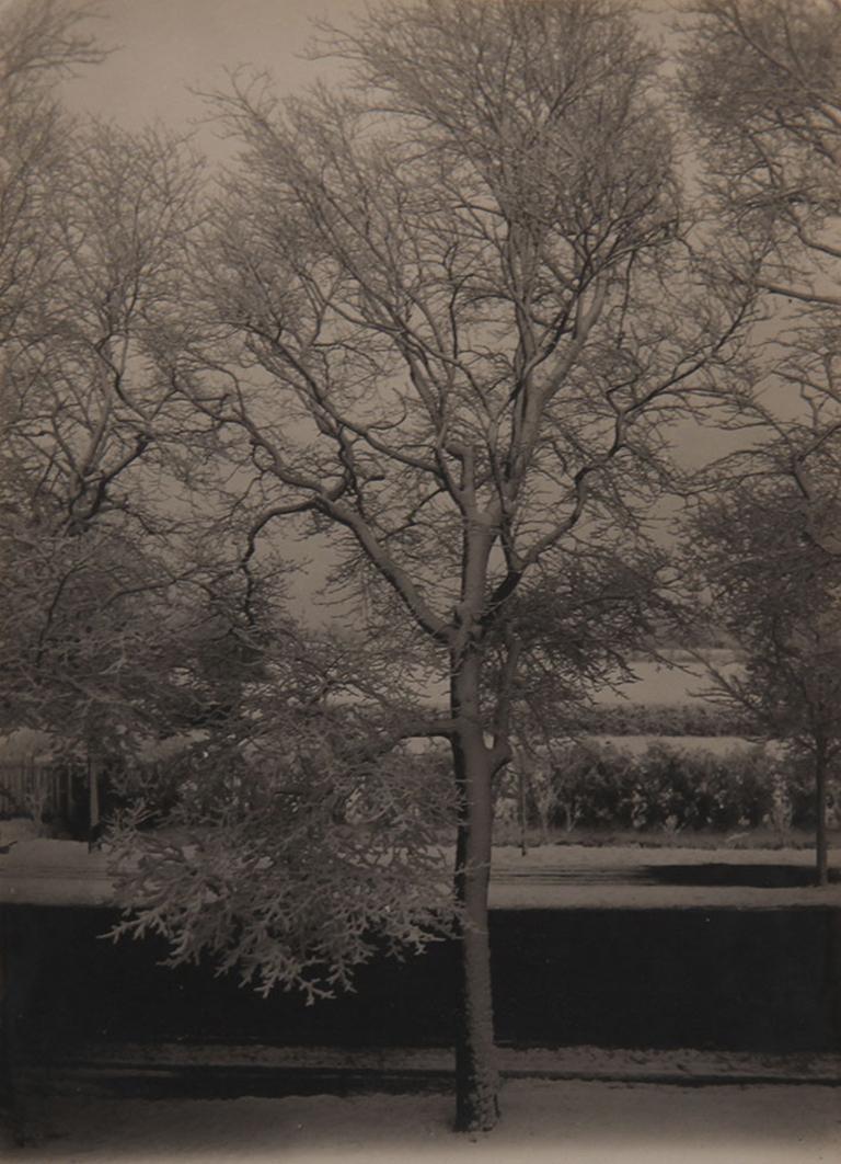 Piet Zwart Black and White Photograph - Tree with Snow