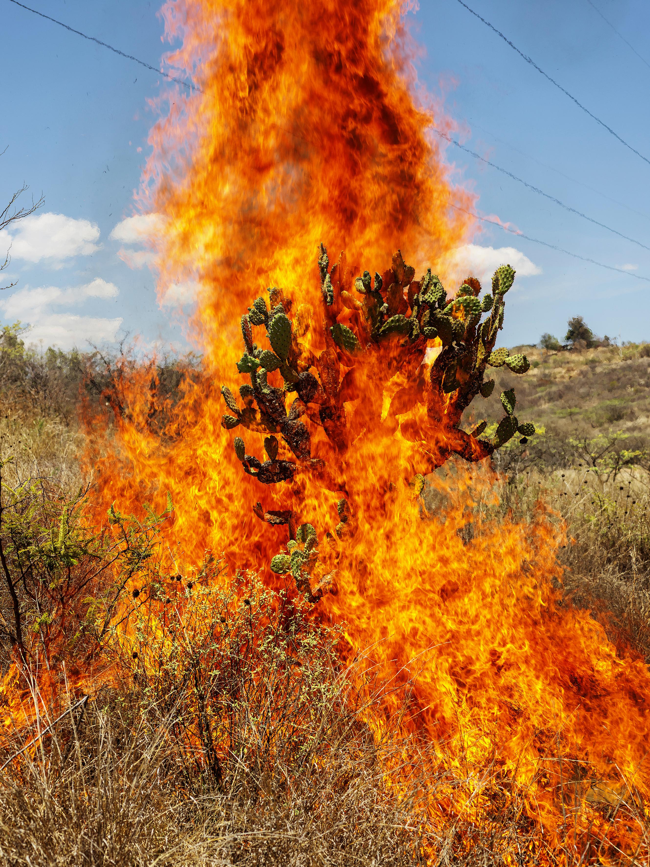 burning bush prop