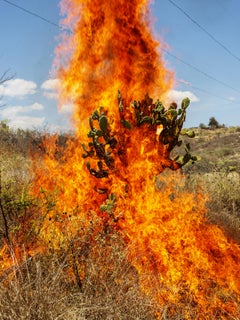 Burning Bush, Oaxaca de Juárez, 2018- Pieter Hugo (Colour Photography)