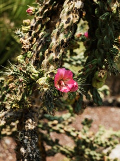 Spring Blossom, Mexico City, 2019 - Pieter Hugo (Photographie couleur)