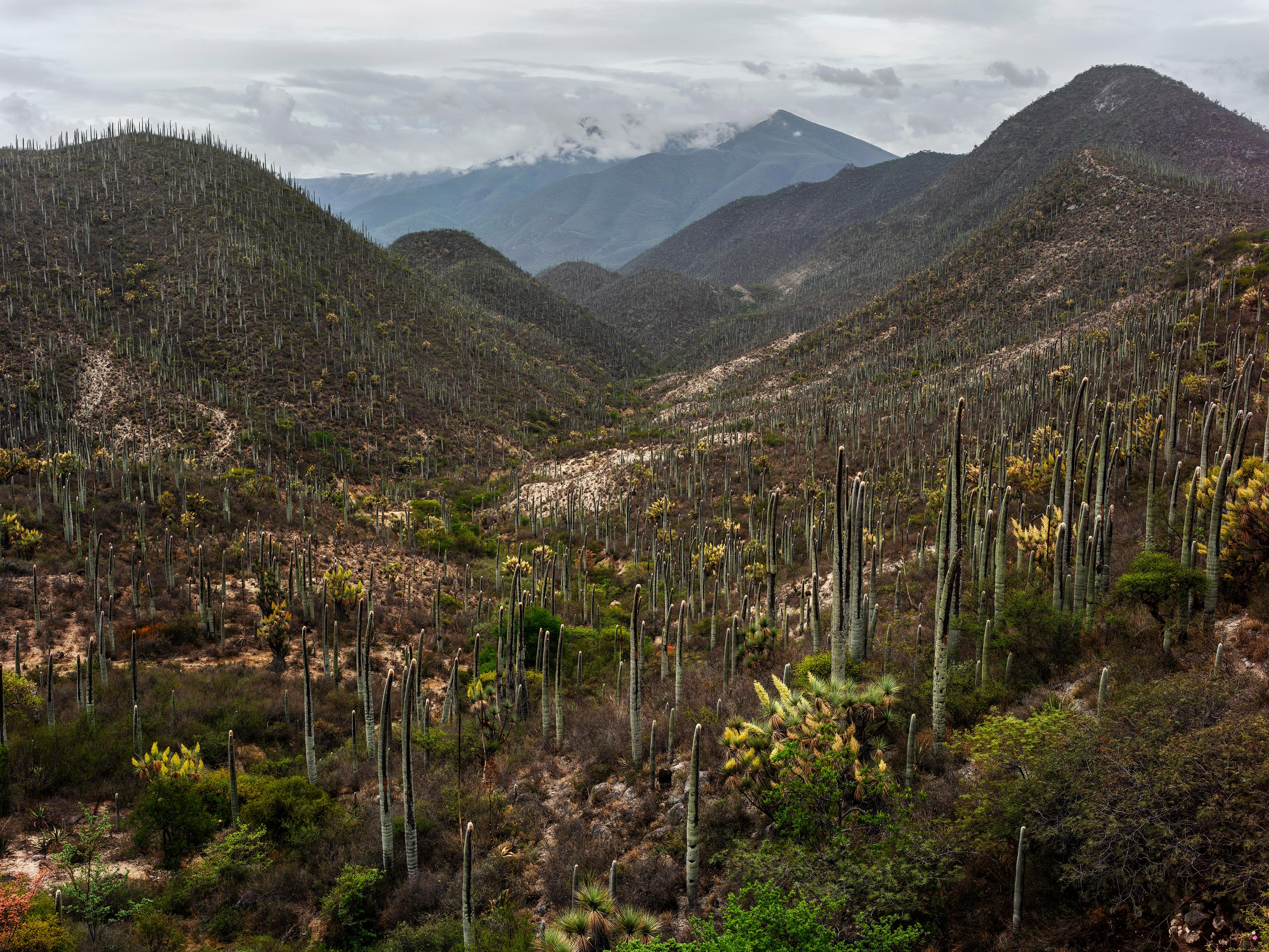 La route du retour, entre Mexico et Oaxaca de Juárez, 2019 - Pieter Hugo 
Signé au dos
Impression au pigment d'archivage

Disponible en deux tailles :
29 1/2 x 39 1/2 pouces, édition de 7 + 2 APs
39 1/2 x 52 1/2 pouces, édition de 7 + 2 APs

Pieter