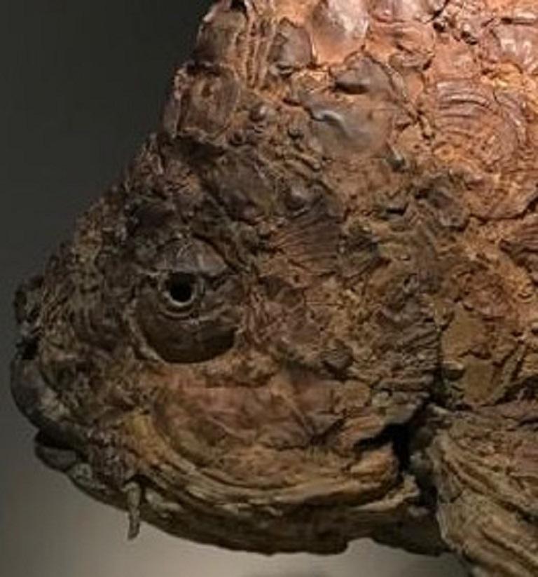 Appolonia Escultura de Bronce Pez Contemporáneo Pátina Marrón - Figurative Sculpture Oro de Pieter Vanden Daele