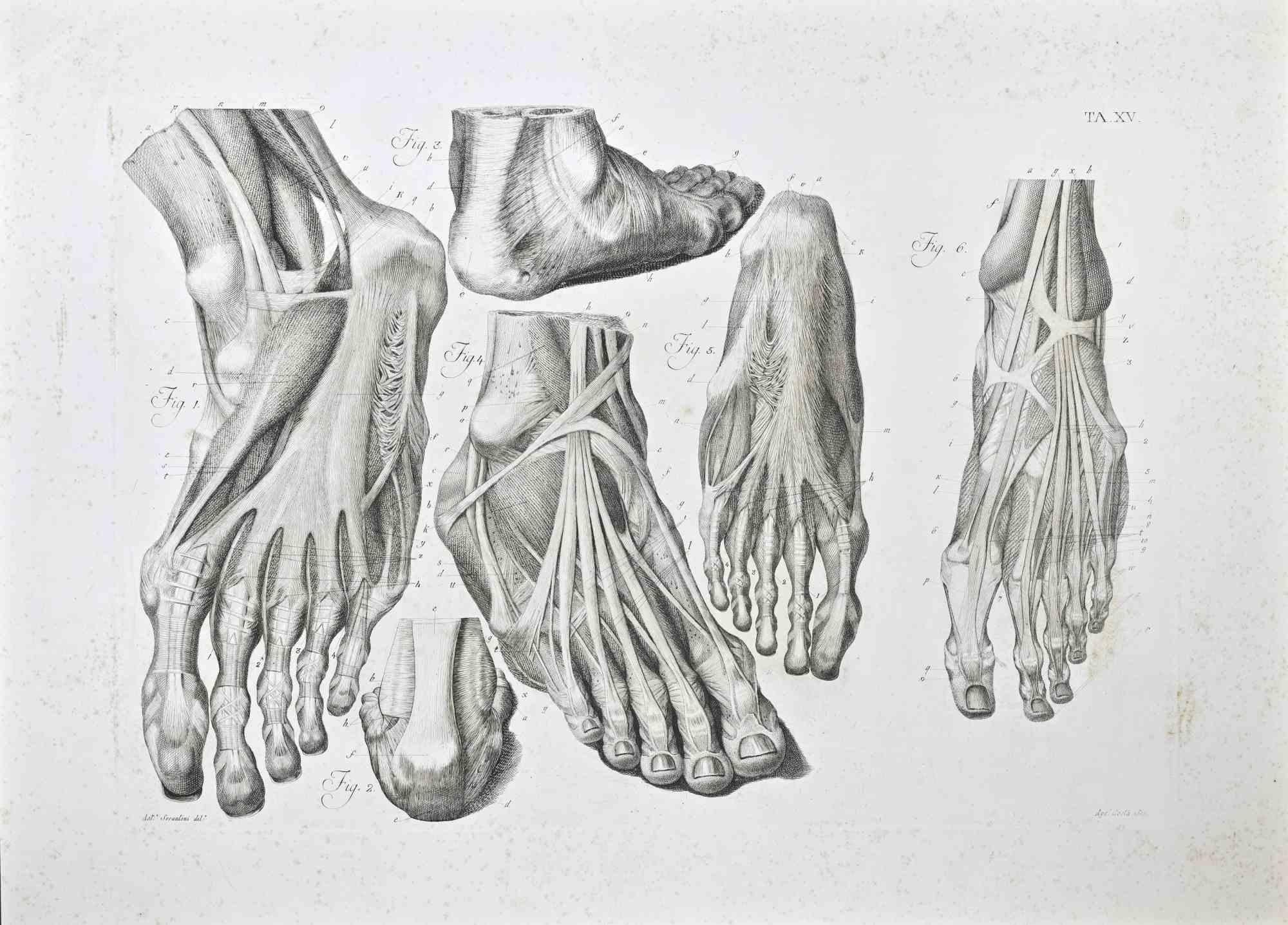 Pietro Bartoli  Figurative Print - Anatomy of Foot - Etching By Paolo Mascagni - 1810