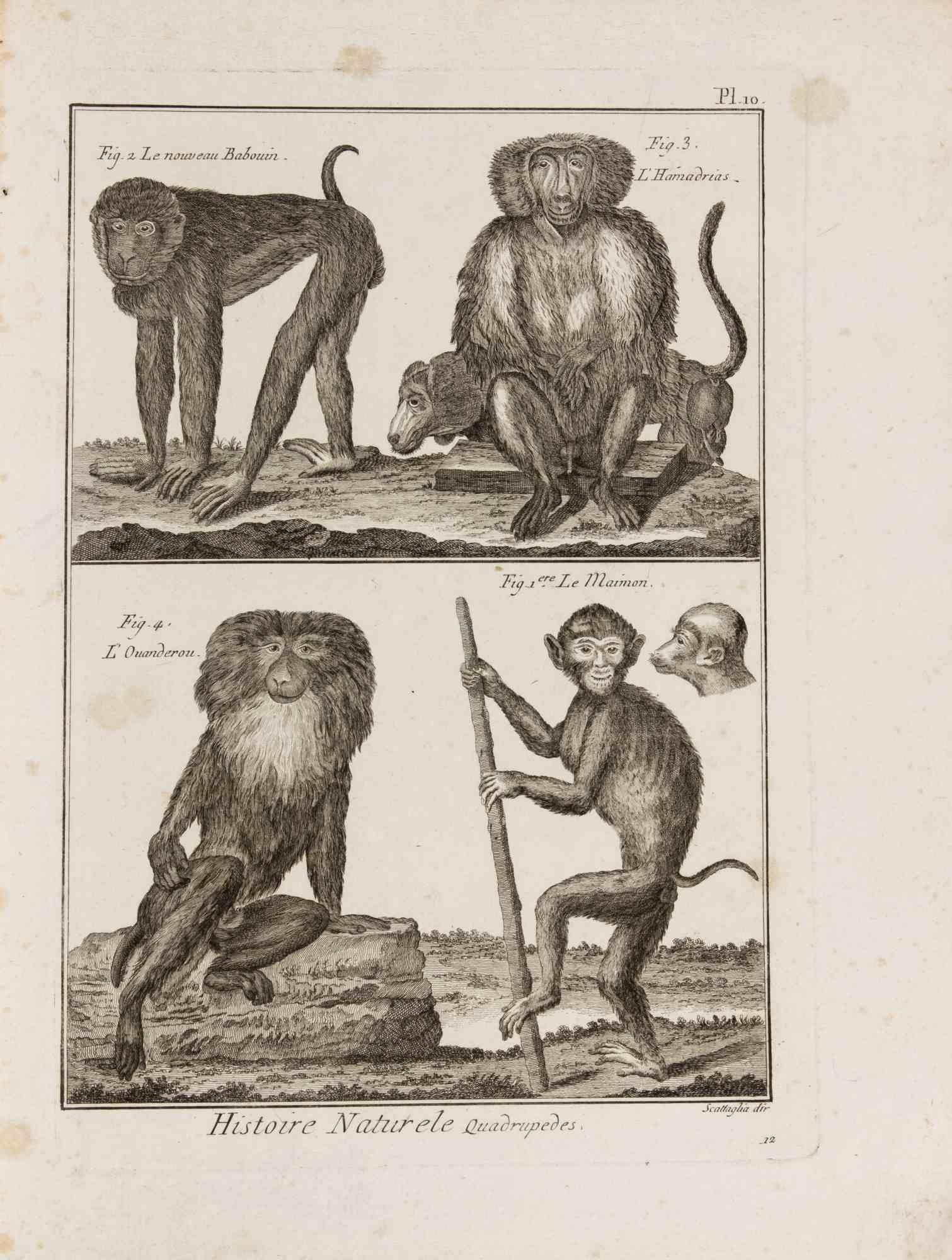 Le Maimon, Le Nouveau Babouin, L’Hamadrias...-Etching by Pietro Scattaglia- 1775